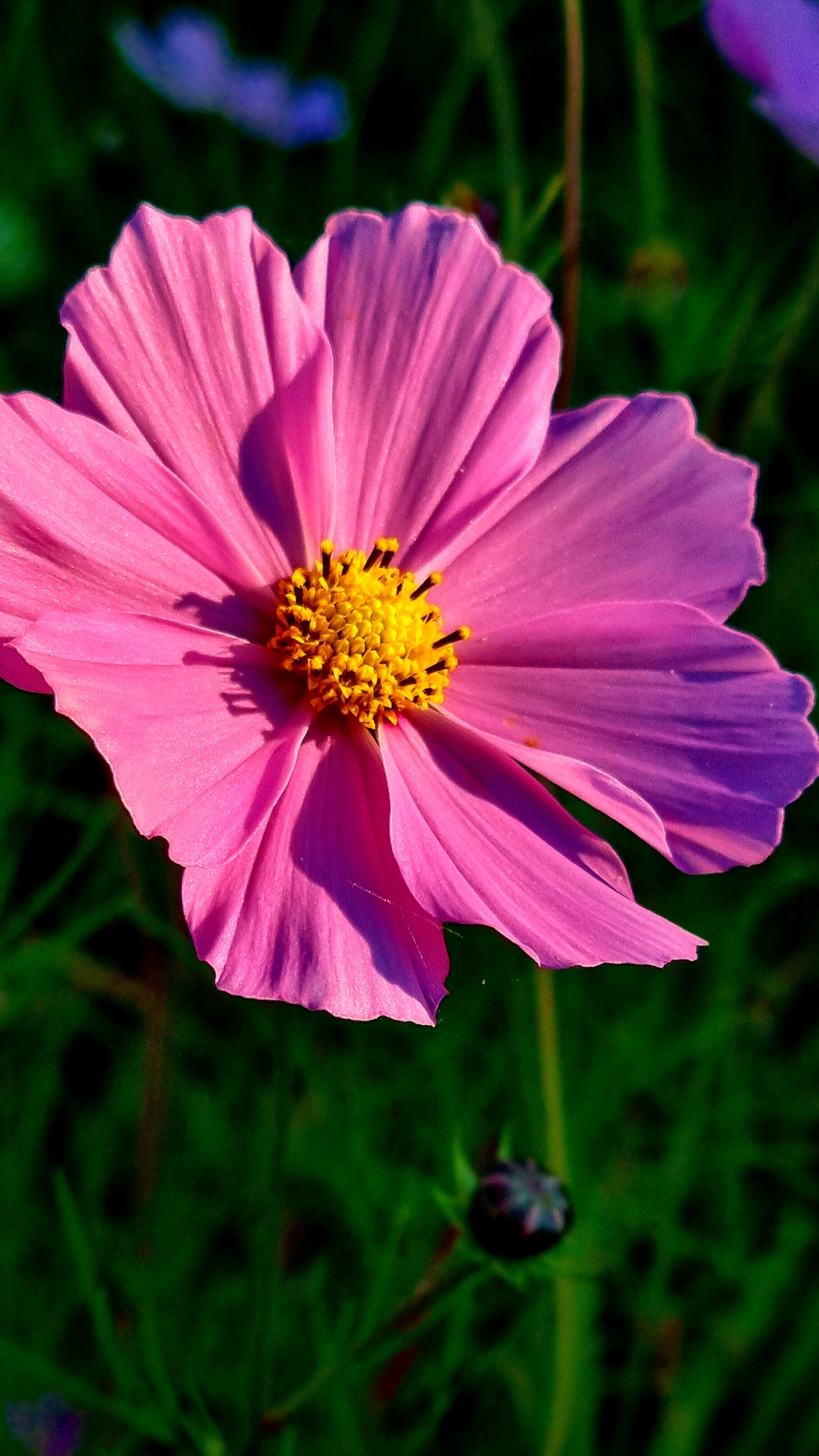 A close-up, vertical shot captures a vibrant pink cosmos flower in full bloom. Its delicate petals, tinged with purple at the edges, radiate outwards from a bright yellow center. The flower's texture is emphasized, with the fine lines on each petal clearly visible. The background is a blur of dark green foliage, with hints of other flowers, including a soft purple bloom, appearing out of focus. The image is lit by natural light, casting subtle shadows on the flower. The scene appears to be an outdoor setting, possibly a garden or park, though its specific location in Vysokoe, Russia, cannot be determined from the visual information provided. No people are present in the image.