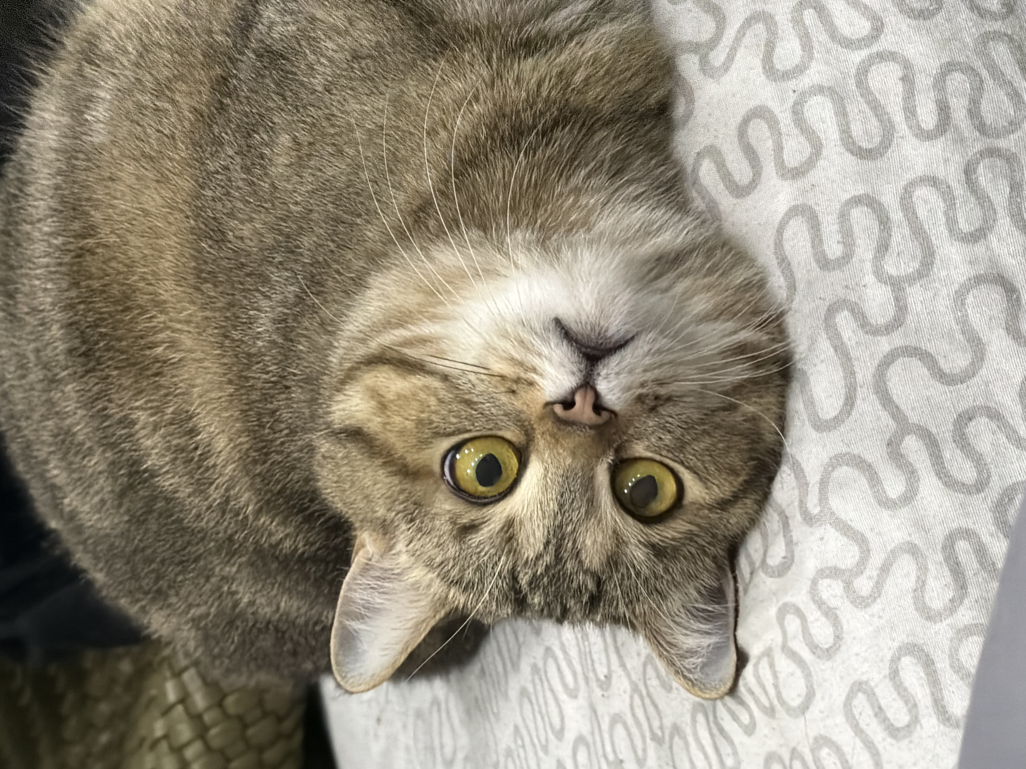 A close-up, high-angle shot shows a light brown tabby cat lying on its back, likely indoors. The cat has large, round, yellow-green eyes with visible black pupils. The cat's nose is pink, and its whiskers are long and white. The cat's ears are small and triangular, pointing slightly outward. The cat's fur is short and dense. The background consists of a white fabric with a wavy, repeating pattern.
There is no information in the image to suggest a location in the city of Chaikovsky, Russia.