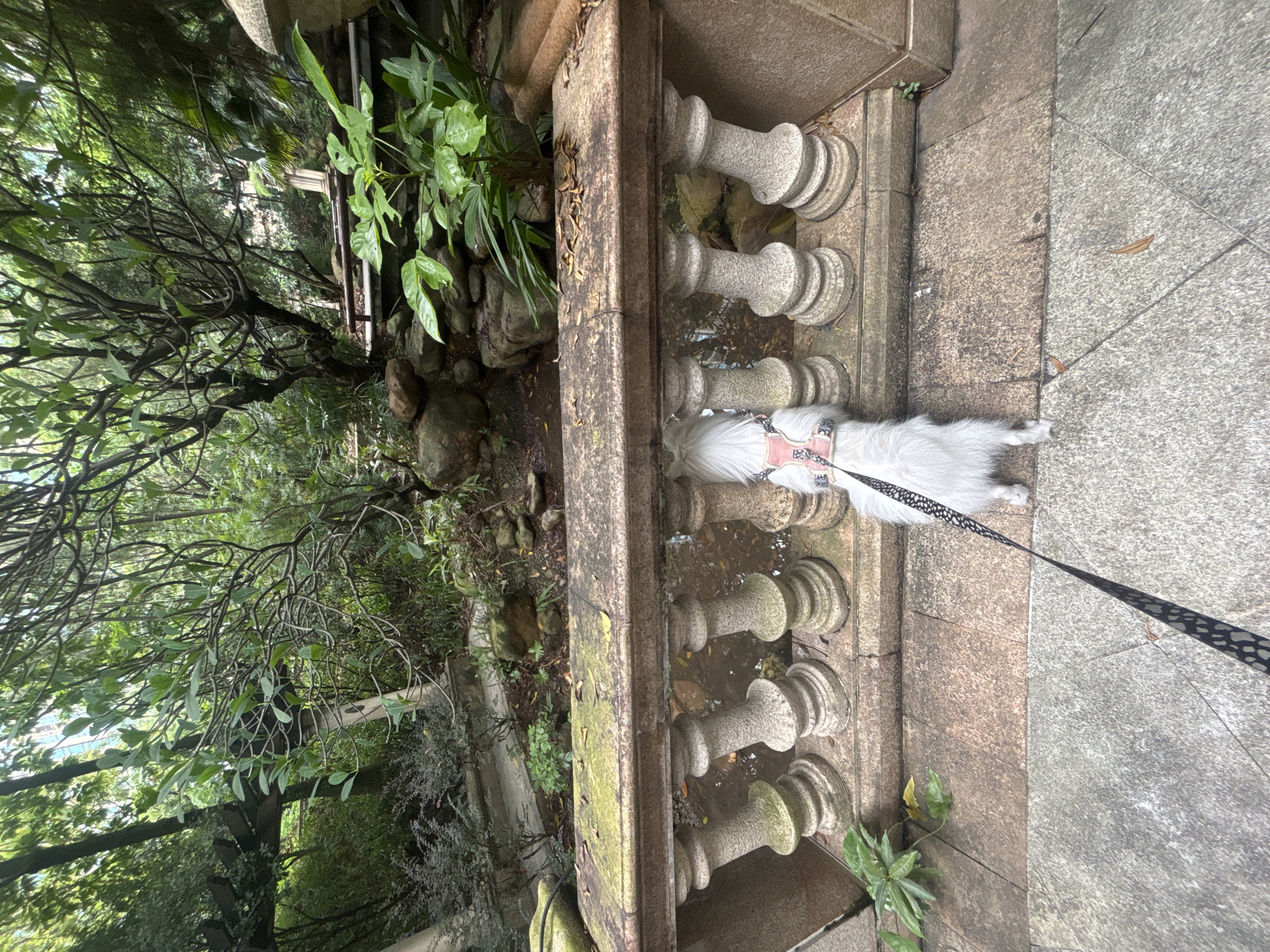 A small white dog wearing a pink harness and black and white leash is sniffing at a body of water at the base of a stone balustrade. The dog is positioned in the foreground, facing away from the camera and toward the water. The balustrade, made of light-colored stone, features decorative pillars and a moss-covered top. Beyond the balustrade, a lush, green garden environment is visible with trees, plants, rocks, and a small waterfall. The ground in front of the balustrade is paved with stone. The scene is set outdoors in a garden or park setting.