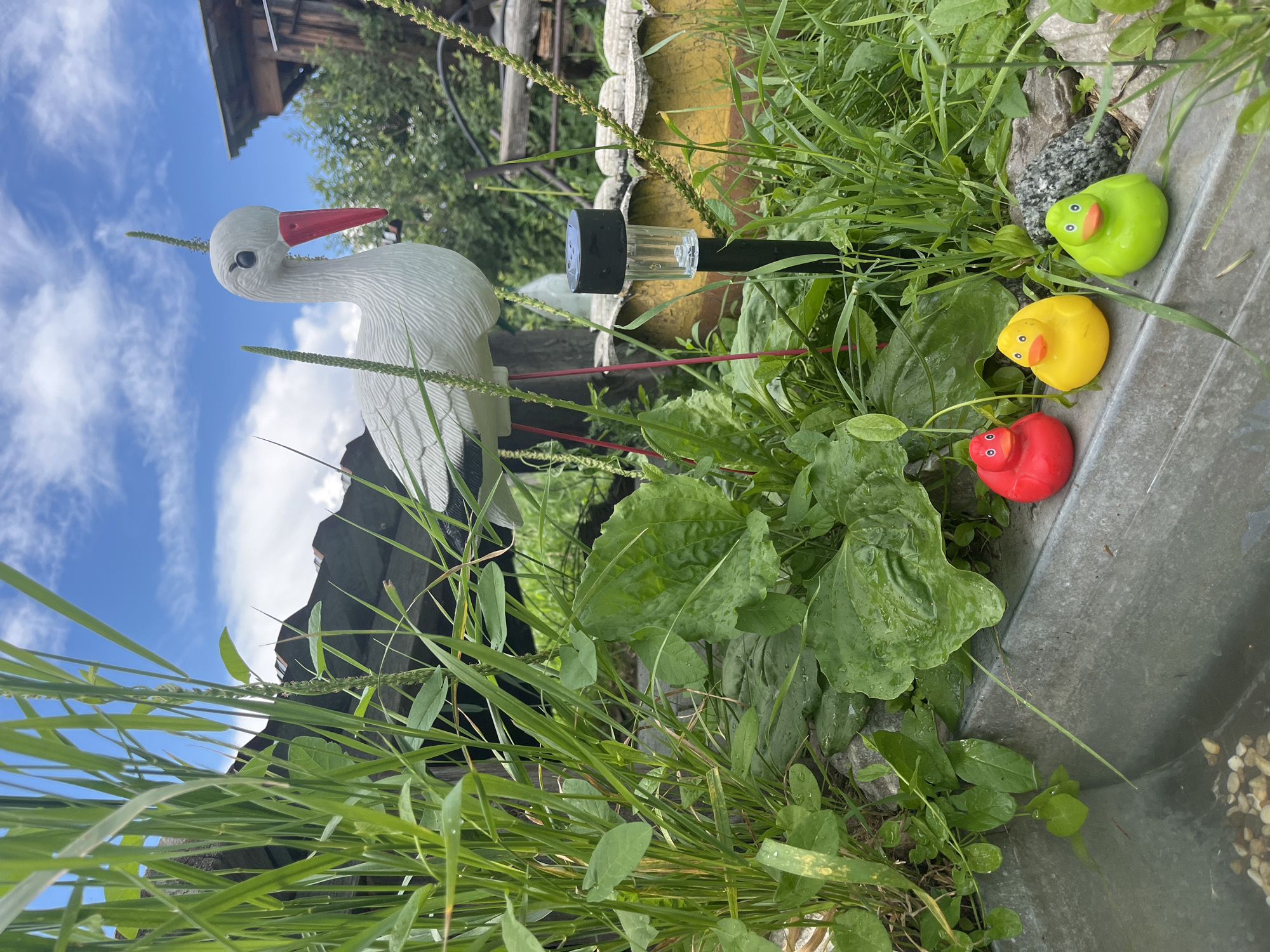 This image depicts a close-up view of a garden scene, featuring a white stork statue with a red beak and legs, standing amidst lush green grass and plants. In front of the stork, three rubber ducks are lined up on the edge of a metal trough: one red, one yellow, and one green. A solar-powered garden light is positioned between the stork and the ducks. The background reveals a wooden structure, suggesting it is an outdoor area. The sky above is blue with scattered white clouds. The overall impression is of a whimsical, decorated outdoor space. The provided context places this scene in the city of Сухринское, Russia.