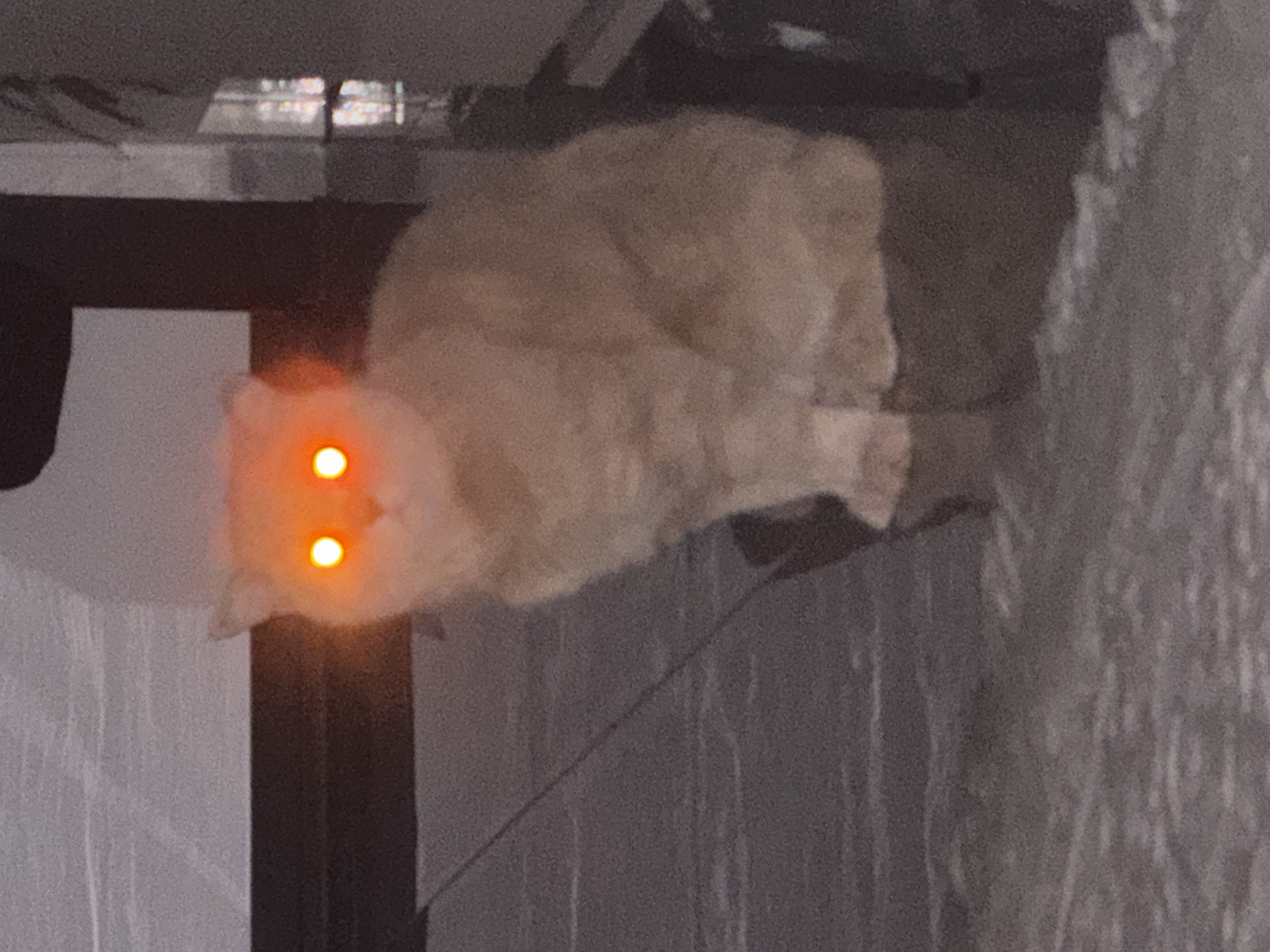 A photograph, rotated for display, shows a light-colored cat with illuminated orange eyes. The cat is situated on or near a dark structure, possibly furniture, with a textured wall visible in the background. The environment appears to be indoors, in a location that is unspecified. The cat's pose indicates it might be resting or perched.