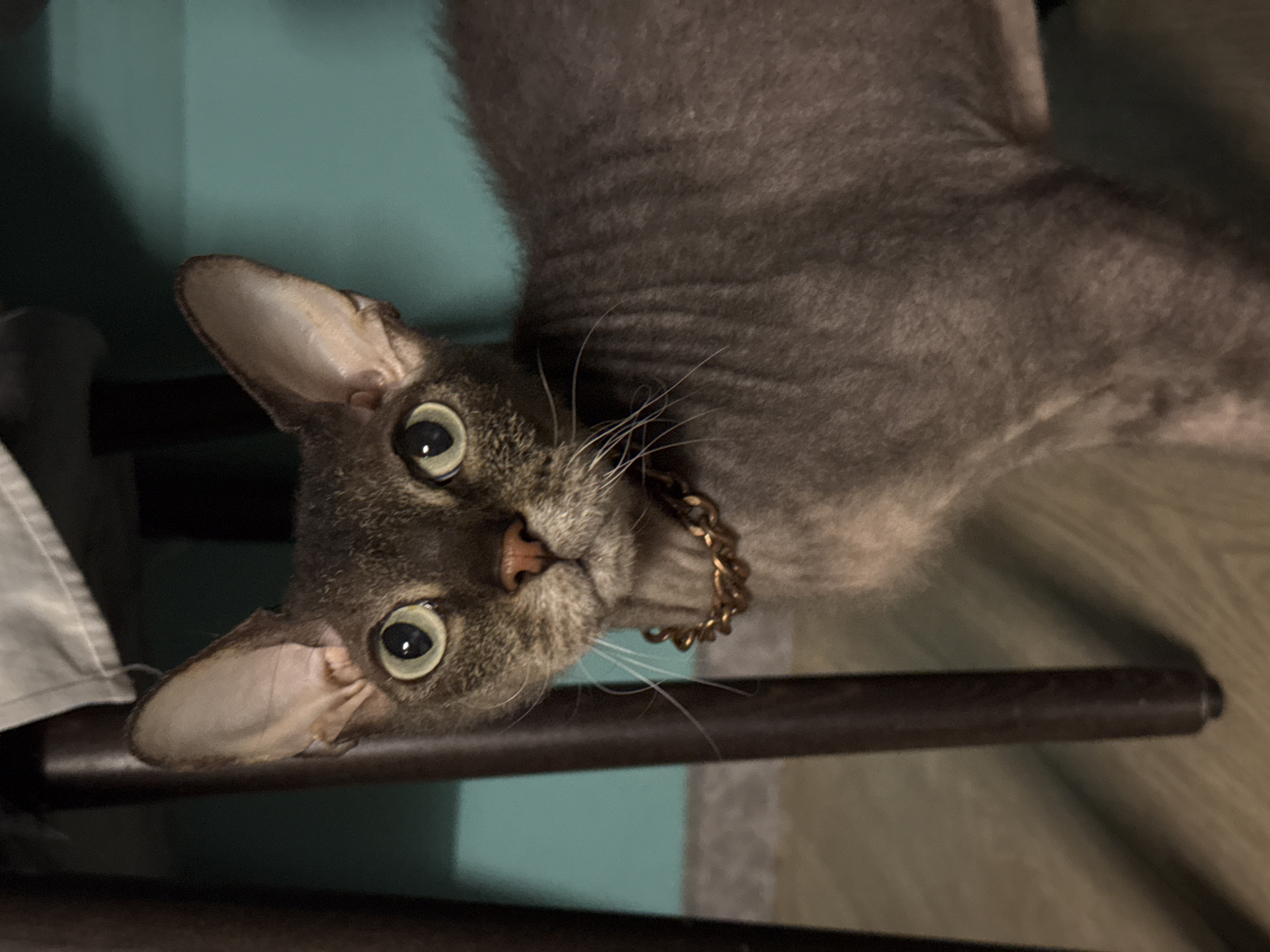 A close-up, slightly angled shot reveals a grey, short-haired cat with large, expressive eyes. The cat is wearing a gold-colored chain collar. The background consists of a light blue wall or surface and a dark brown cylindrical object, possibly furniture. The cat is indoors. There is no evidence indicating it is in Zav'yalovo, Russia.