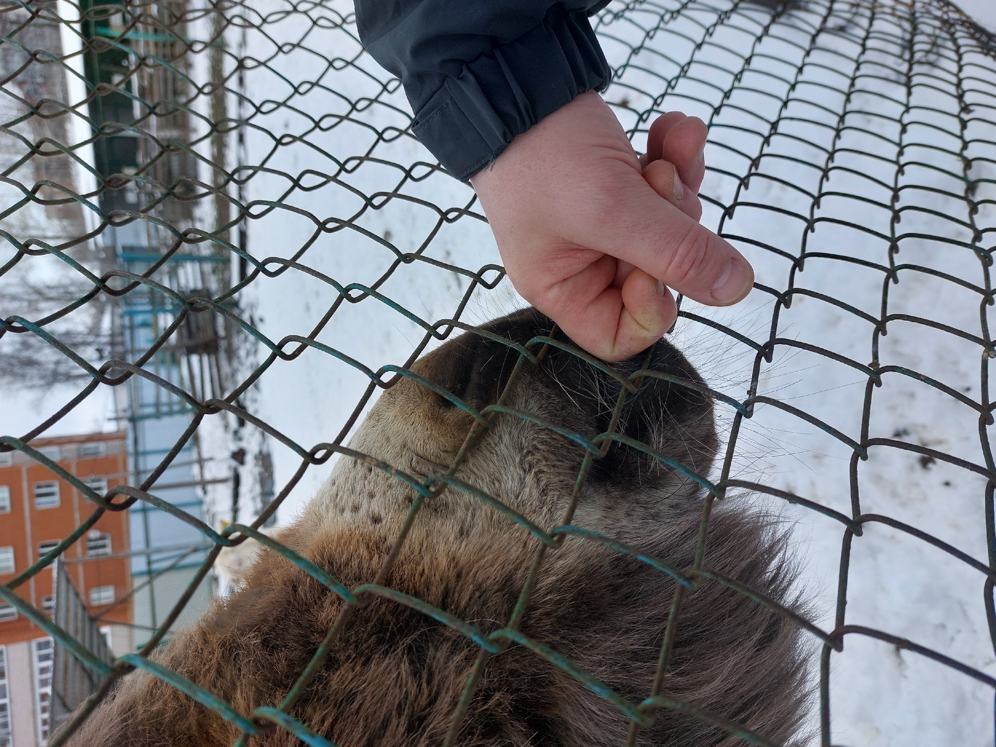 A person's hand reaches through a chain-link fence to pet a brown and tan animal, possibly a dog, which is standing on snow-covered ground. The fence is made of rusty metal with traces of green paint. In the background, out of focus through the fence, are apartment buildings, bare trees, and more snow. The scene appears to be located in a snowy, urban environment. No specific evidence is present to confirm it is in the city of Chaikovsky, Russia.