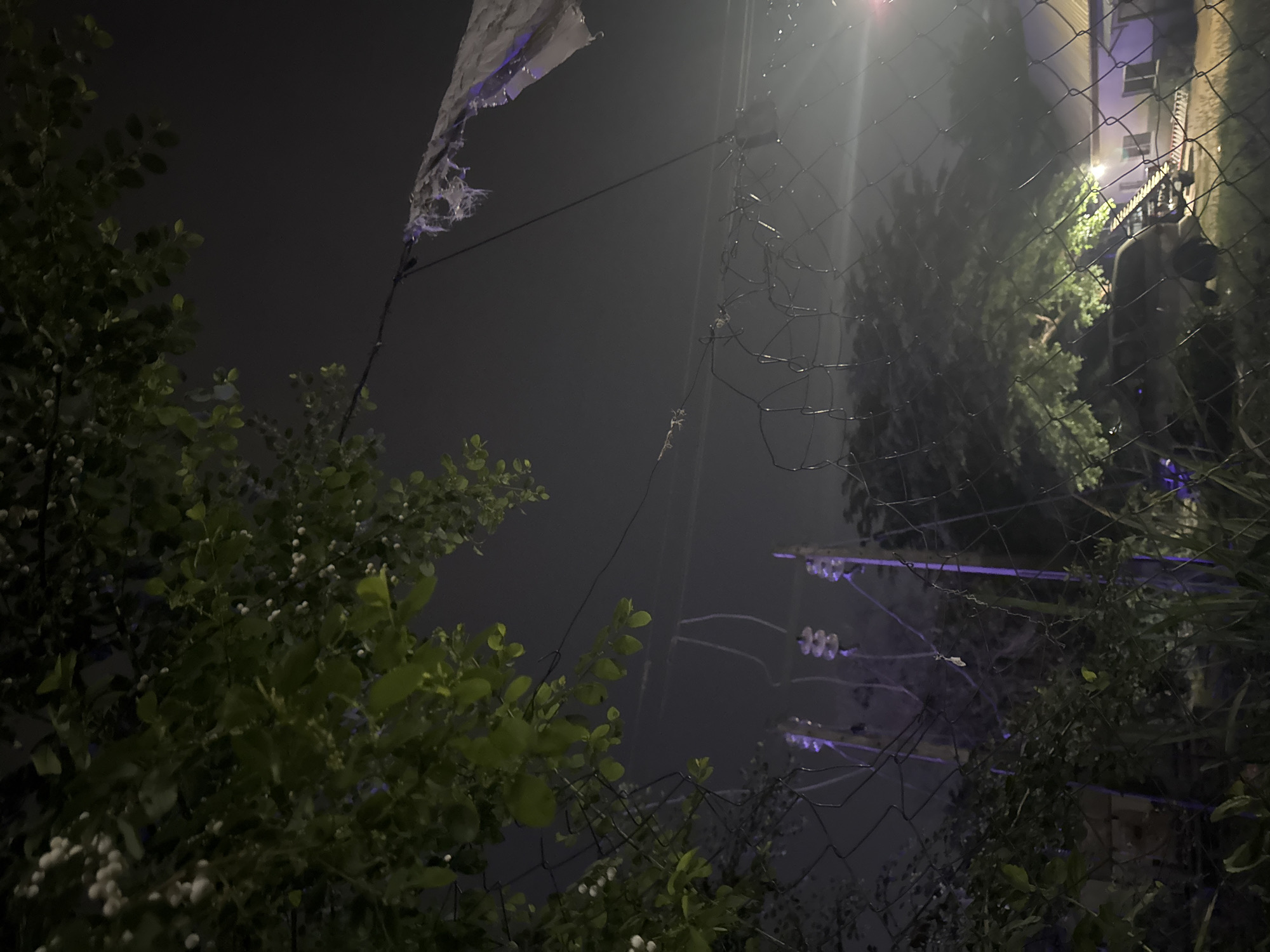 This image captures a nighttime scene in an outdoor setting, likely a backyard or garden area, with hints of urban elements in the background. The primary subjects are a tattered white flag attached to a pole, a chain-link fence, and lush green foliage. The flag is partially torn and frayed, adding a sense of neglect or disuse to the scene. The chain-link fence dominates the foreground and mid-ground, creating a visual barrier and obscuring parts of the background. Behind the fence, dense green leaves and small white berries on branches are visible, suggesting the presence of a tree or shrub.
In the background, a building with windows and a fence can be seen, illuminated by a bright light source that creates a strong glare and a hazy effect in the sky, indicative of mist or fog. There are also visible power lines or cables strung between poles, with purple lights or reflections emanating from them, suggesting some form of outdoor lighting or decoration. The overall mood is somewhat eerie and mysterious, amplified by the darkness and the tattered flag. The time of day is clearly night, and the hazy atmosphere suggests the weather might be humid or foggy, typical of certain climates. While there are no people explicitly depicted, the presence of the building implies a residential or possibly a commercial area. There is no visible text in the image. The location context of Abuja, Nigeria, adds a geographical specificity to this nocturnal, slightly dishevelled, and atmospheric scene.