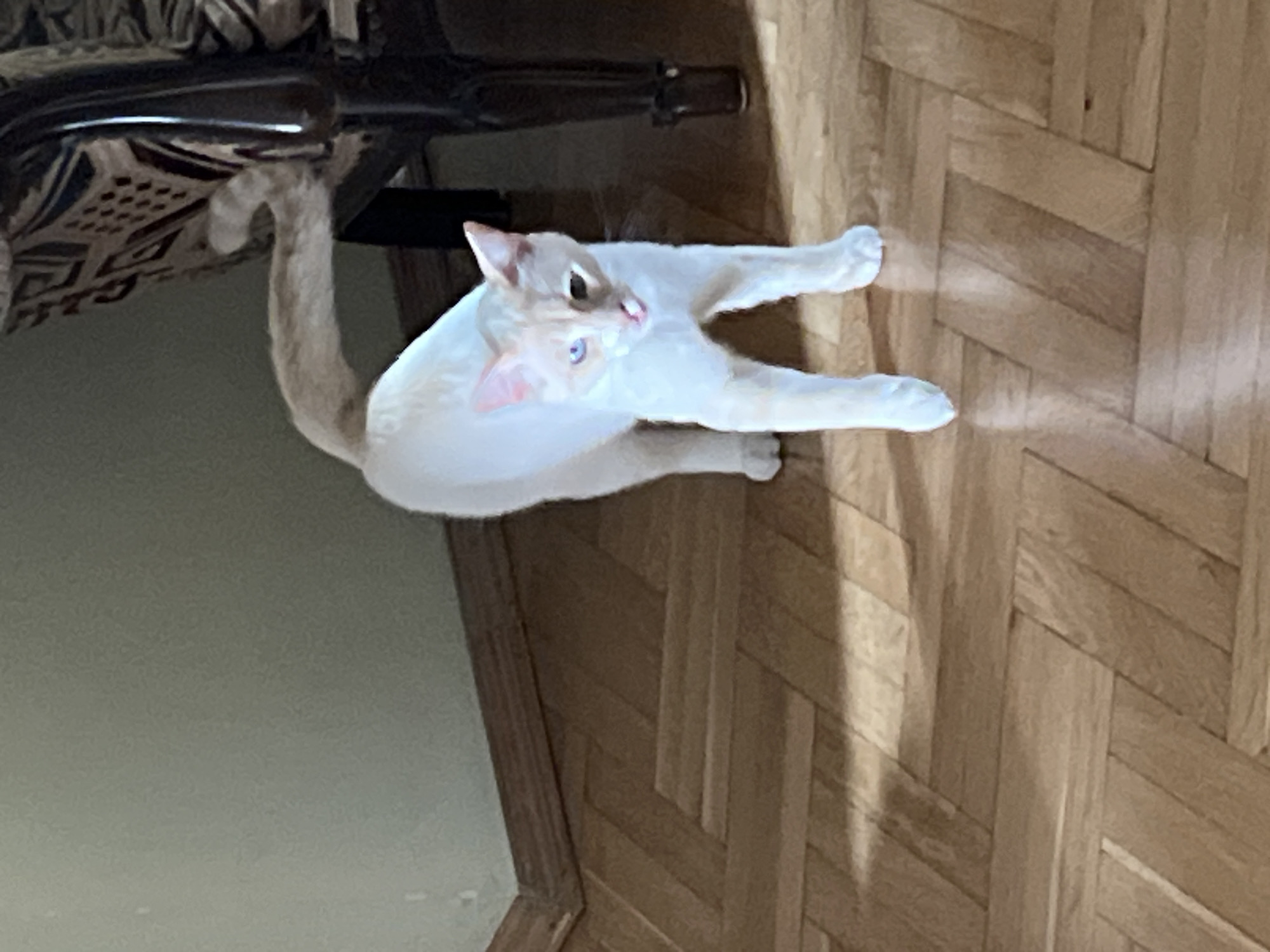 A light-colored cat with heterochromia, one blue eye and one brown eye, stands on a wooden parquet floor in what appears to be an indoor setting. The cat is mostly white with some light tan markings on its face and ears. Its tail is extended upwards and curls slightly at the end. To the right of the cat is a dark wooden chair with patterned upholstery. The wall behind the cat is a pale green. The lighting suggests an indoor environment with natural light casting shadows on the floor. There is no visible indication of the city of Sochi, Russia, or any specific urban features.