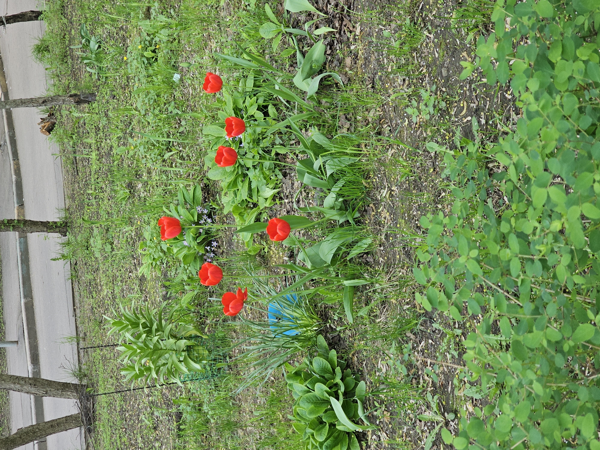 The image shows a patch of ground in Khimki, Russia, covered with grass, weeds, and cultivated plants. There are seven red tulips in bloom, clustered in the central and upper portions of the image. A few other unidentified green plants are present, including leafy greens near the bottom of the frame and a bush with many small round leaves on the right side. A small blue object is partially visible near the base of the tulips. A grey sidewalk with trees lies to the left. The ground is a mix of soil and decomposing organic matter. No people are visible.
