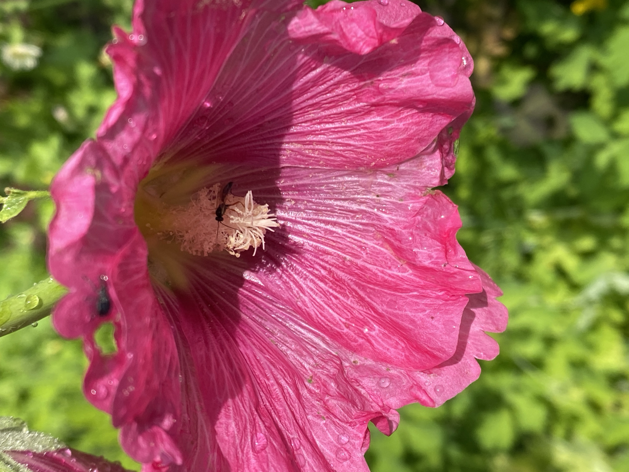 A close-up, low-angle outdoor shot shows a vibrant pink hollyhock flower in full bloom. The flower's petals are a rich fuchsia, with visible texture and delicate lines running through them. Several water droplets are scattered across the petals, catching the sunlight. In the center of the flower, a small insect, likely a fly, is visible. The stamens and pistil are clustered in the center, appearing light brown and fuzzy. The background is a soft, out-of-focus blur of green foliage, suggesting a garden setting. The lighting indicates it is daytime, likely sunny. There are no people present in the image. The location is unspecified by the image itself, and no specific details about Novokuznetsk, Russia can be inferred.