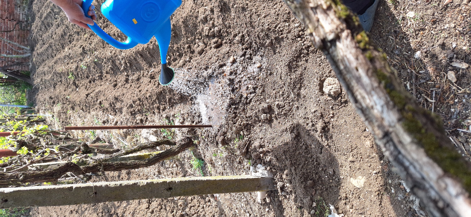 The image shows someone watering soil in a garden. The location appears to be outside, possibly in a rural area. A blue watering can is held by a hand, pouring water onto the dark, tilled soil. In the background, there is a brick wall and some green vegetation. In the foreground, there is a concrete structure possibly related to growing grapes, and a tree trunk. The location is Katuntsi, Bulgaria.