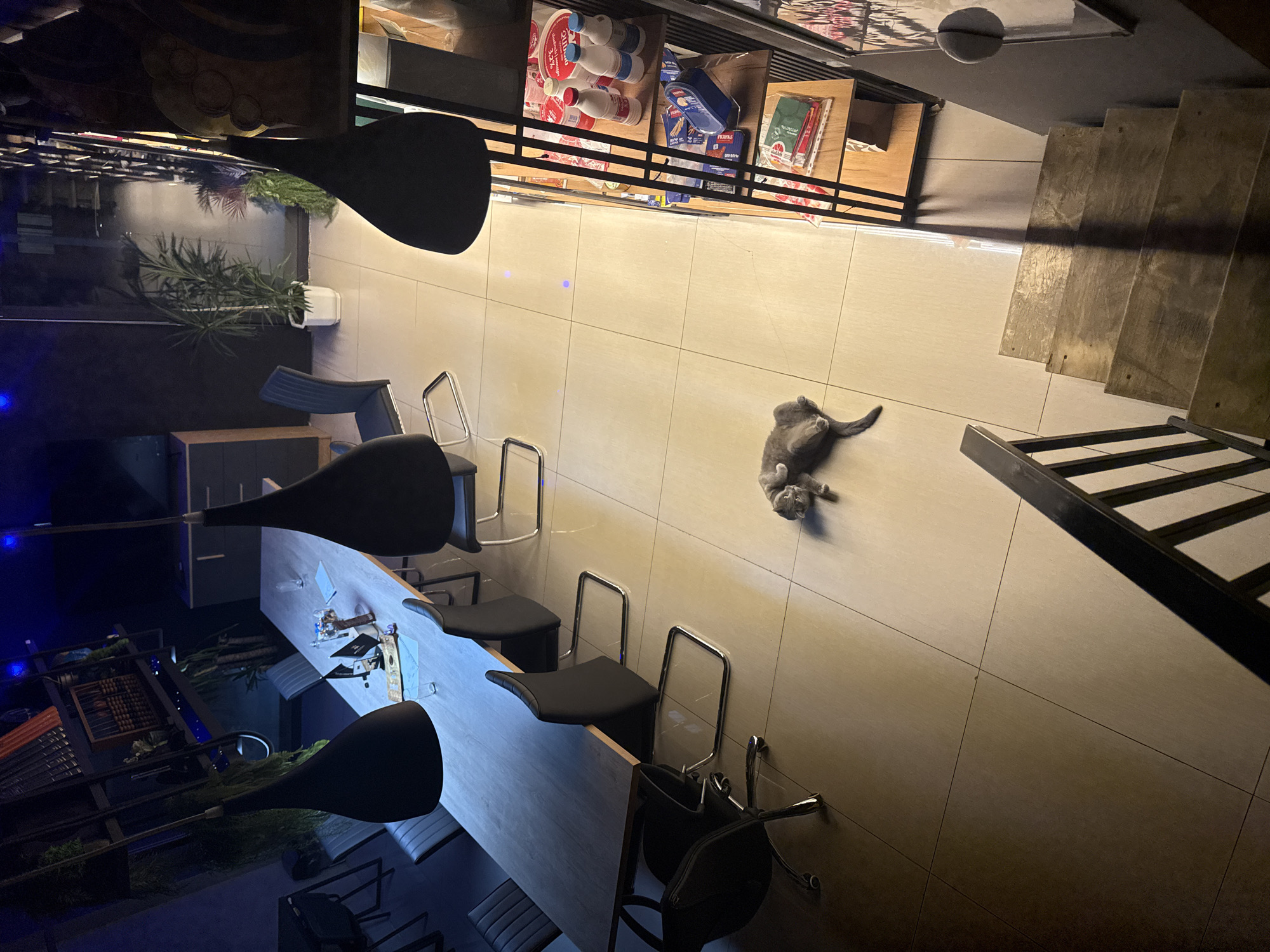 A high-angle view captures the interior of a building, possibly a cafe or restaurant in Yerevan, Armenia. The scene is illuminated by overhead lighting and features a sleek, modern design.
The floor is covered in light-colored tiles, and a gray cat is lying on the floor near a staircase. The staircase has metal railings and wooden steps.
A high table extends horizontally across the frame, flanked by black bar stools. The table's surface is cluttered with glassware, small items, and decorative plants.
Above the table, pendant lights hang from the ceiling, casting shadows on the surface. In the background, shelves display various products, including bottles of milk. Plants are placed throughout the space.
The scene appears calm and unoccupied.