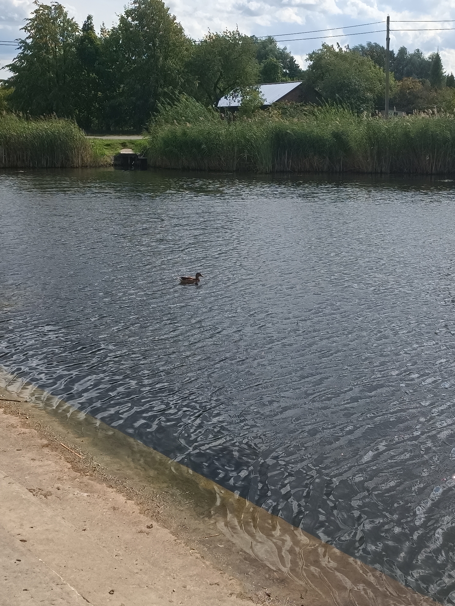 A lone duck swims in a dark, rippling body of water, likely a canal or river. The water's surface is textured with small waves. On the far bank, tall green reeds line the water's edge, backed by a dense line of deciduous trees. A simple wooden structure, possibly a dock or pier, extends slightly into the water from the bank on the left side of the frame. In the distance, behind the trees, the corner of a building with a metal roof is visible. The sky above is overcast with visible clouds. The foreground features a textured, sandy or concrete embankment sloping down to the water. The overall scene depicts a natural, perhaps somewhat overgrown, waterfront environment.