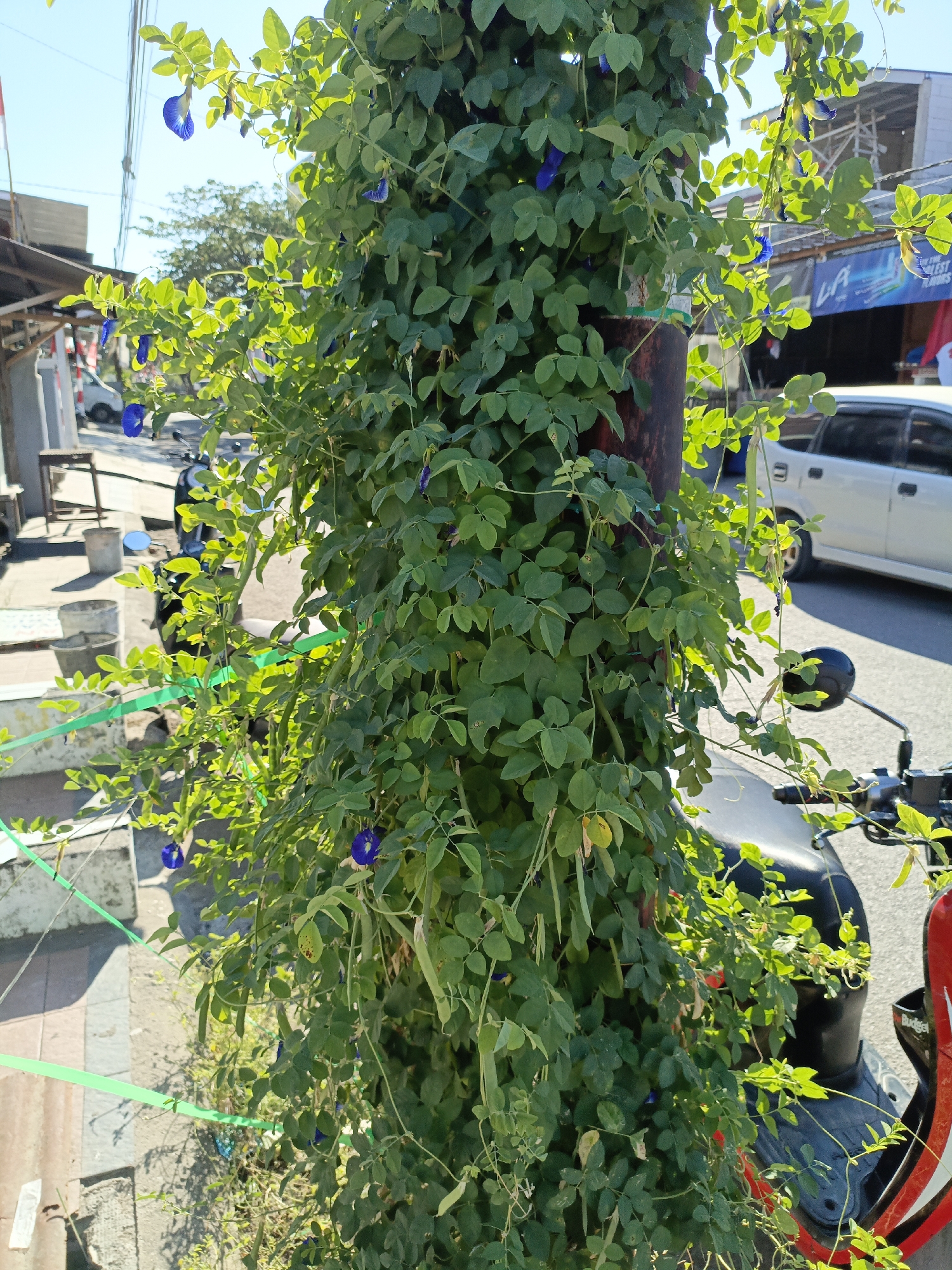In the city of Terang-terang, Indonesia, a vertical view captures a pole densely covered by a green vine adorned with small, vibrant blue flowers. The vine's foliage is lush and spreads outward. To the left of the pole, a sidewalk is visible, marked by grey concrete and a few potted plants. A portion of a street runs alongside the sidewalk, with a parked white car in the background. A motorcycle with a red accent is parked to the right of the pole, partially obscured by the vine. The scene is bathed in bright sunlight, casting shadows on the ground, and the sky above is clear and blue.