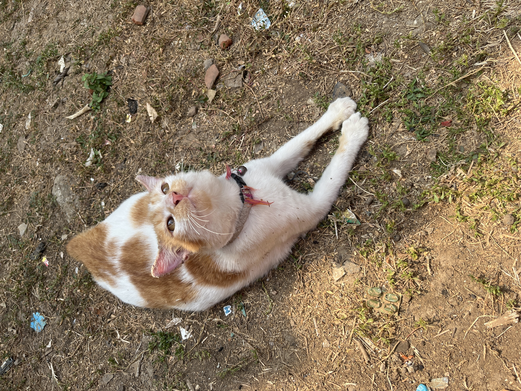 A ginger and white cat is lying on a patch of dry grass and dirt. The cat is wearing a red and black collar with a small bell. Scattered around the cat are various pieces of debris, including plastic wrappers, small stones, and what appears to be animal droppings. In the background, there is more dry vegetation and patches of bare earth. The scene appears to be an outdoor area, possibly a vacant lot or unkempt garden, within the city of Karangrandu, Indonesia. The lighting suggests it is daytime, with sunlight casting shadows on the ground.