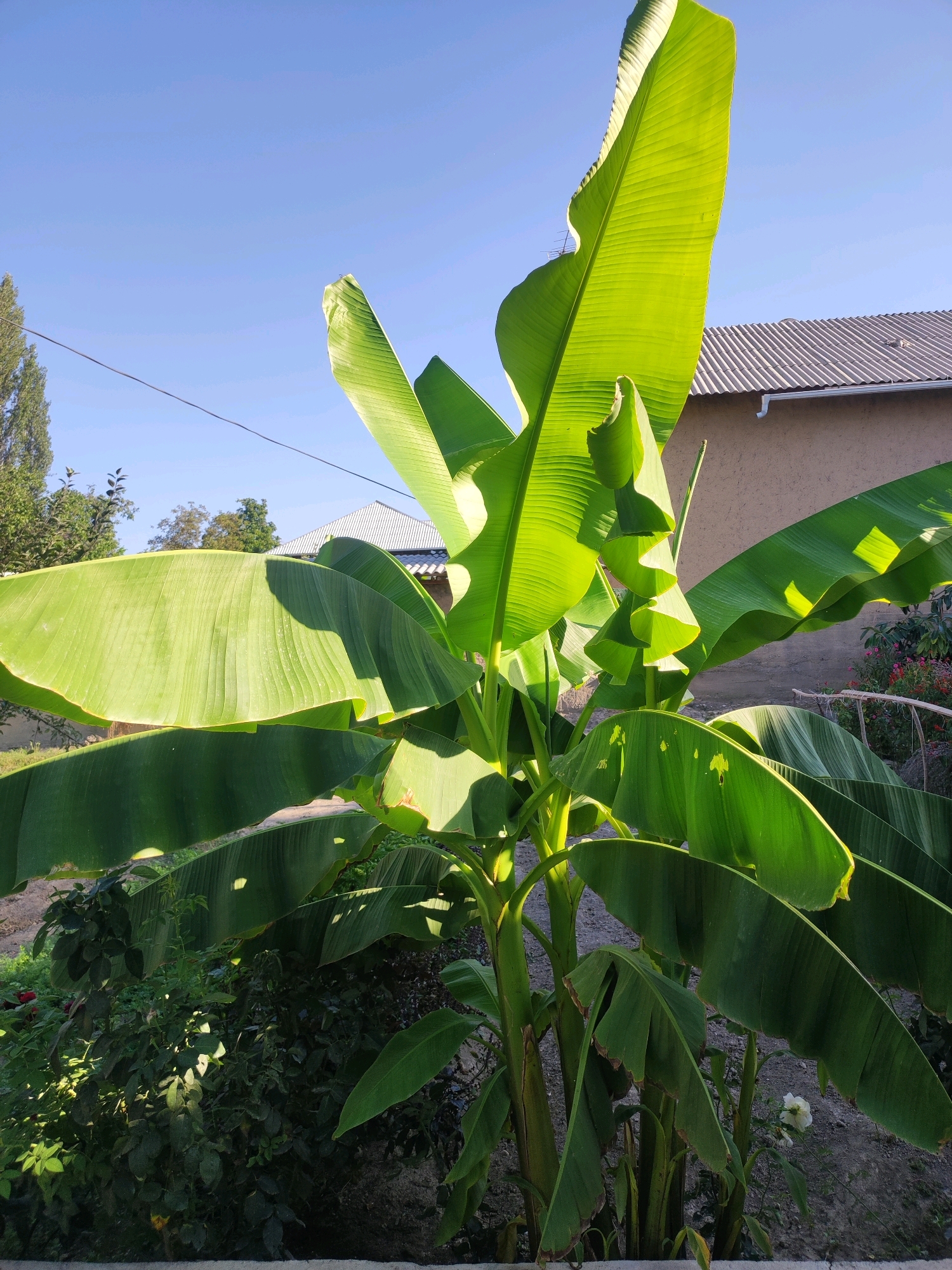 A mature banana tree with large, vibrant green leaves is the central subject of this outdoor, eye-level, medium shot. The tree is situated in a garden environment, with other dense green foliage and a few scattered red flowers visible in the lower left and mid-right portions of the frame. Behind the banana tree, a light brown, single-story building with a corrugated metal roof and a white gutter is partially visible. The sky is a clear, bright blue, indicating a sunny day. The overall lighting suggests the photograph was taken in the morning or late afternoon, given the strong directional light casting shadows and highlighting the leaves. The scene appears to be located in a rural or suburban setting, possibly in or near the city of KRUGOVO, Kyrgyzstan. There are no people or animals present in the image. The composition is dominated by the banana tree and its prominent leaves, with the building and surrounding vegetation serving as background elements. A thin wire, possibly a power line or telephone line, is visible in the upper left quadrant of the image, stretching across the frame.
