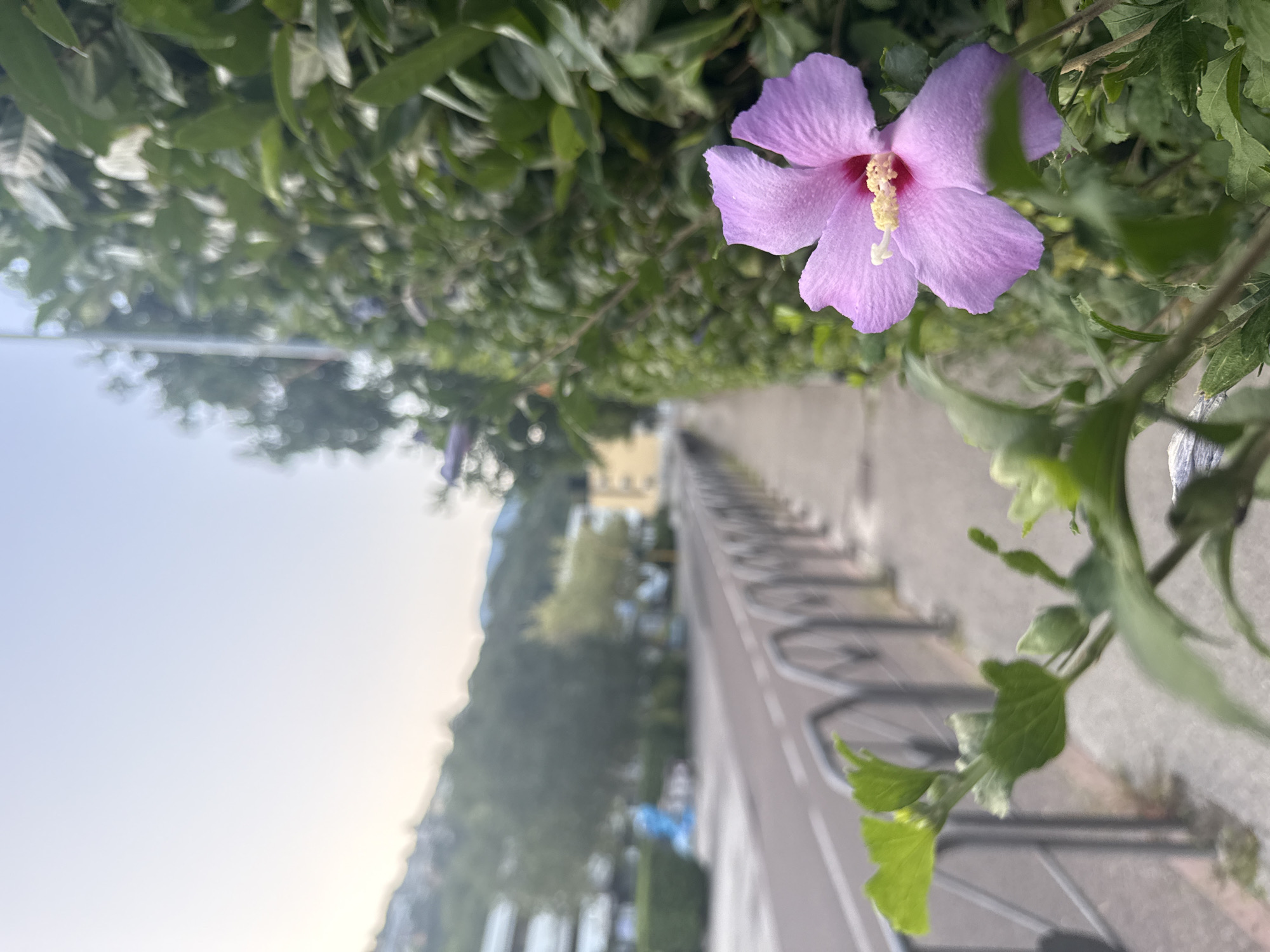The image depicts a close-up of a light purple hibiscus flower in the foreground, positioned to the right of the frame. The flower has five petals and a prominent stamen with yellow pollen. It is surrounded by green foliage, some of which is in focus and some is blurred.
In the midground, a paved sidewalk runs parallel to a road. A metal railing with an arched design separates the sidewalk from the road. The road appears to be a two-lane street with a white dashed line marking the center. Beyond the road, there are trimmed green hedges and trees. Further in the background, buildings and hills are visible, suggesting an urban or semi-urban setting. The sky is light and overcast, possibly indicating early morning or late afternoon.
The location is identified as Trento, Italy, specifically along a road with a sidewalk and a pedestrian barrier. The presence of buildings and the hilly landscape are characteristic of the region. There are no people or vehicles immediately visible in the image. The overall scene is a still, naturalistic capture of a flower in an urban environment.