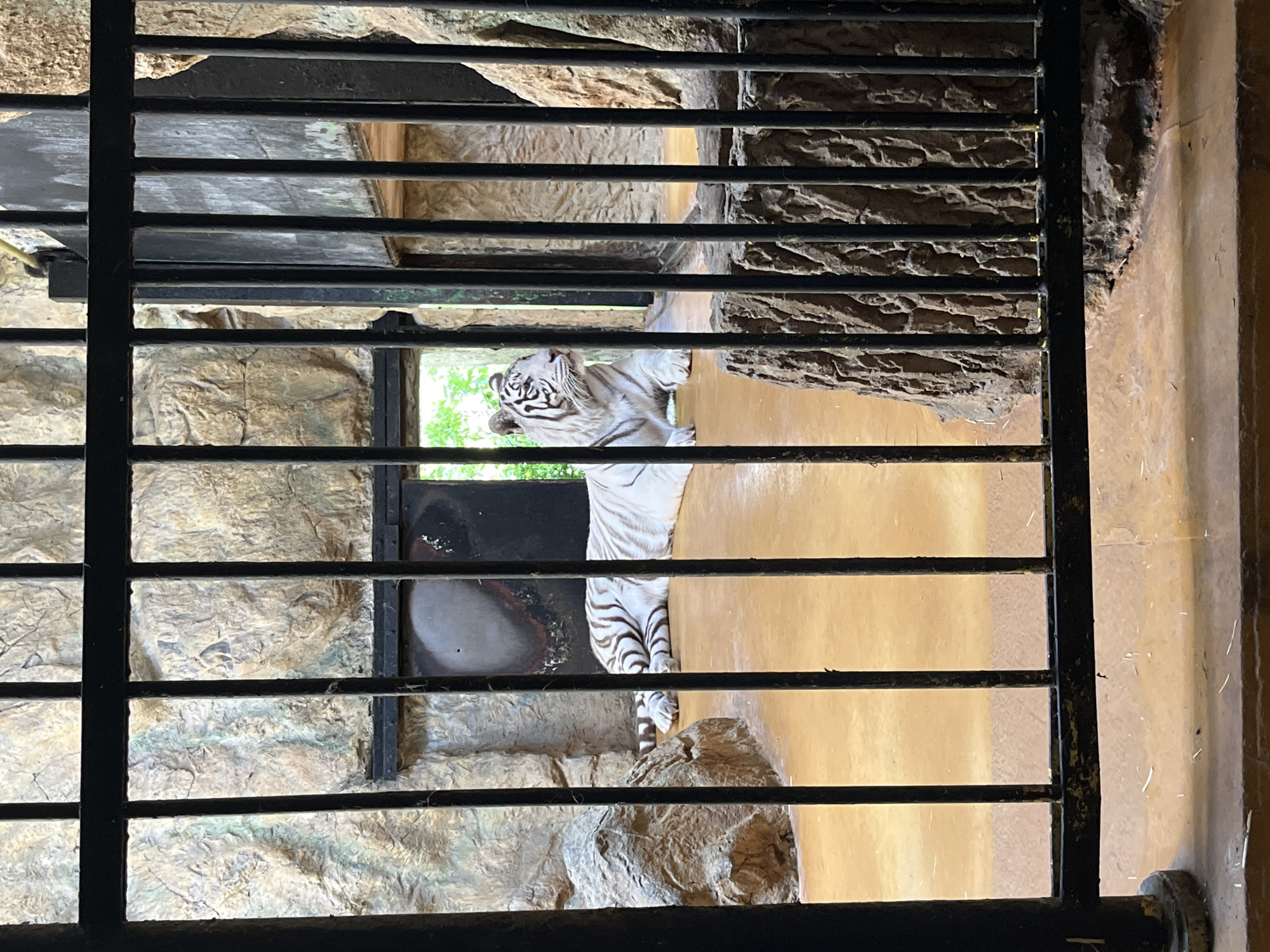 A white tiger stands in an enclosure, viewed through black metal bars. The tiger is positioned between textured rock walls and a smooth, yellowish wall. A dark, round object is visible on the rock wall behind the tiger. The location is likely the Sofia Zoo in Sofia, Bulgaria, based on the presence of a caged animal.