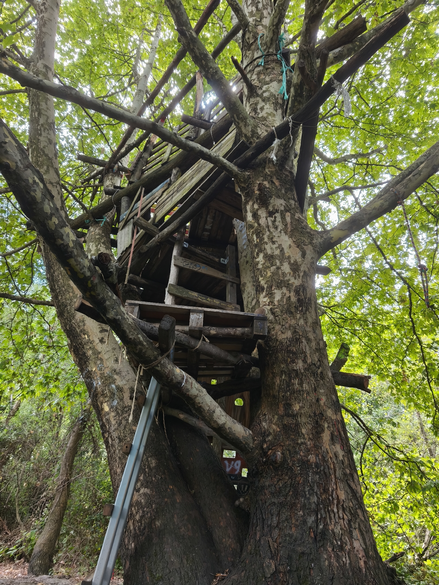 This is a photograph taken from below, looking up at a homemade treehouse built between two large trees. The treehouse appears to be constructed from scrap wood and pallets, with various branches and wooden beams forming its structure. There are ropes and some metal supports used in its construction and to secure it to the trees. The trees are large and mature, with thick trunks and branches covered in leaves, indicating a green and possibly wooded environment. The lighting suggests it is daytime, with sunlight filtering through the leaves. The image is taken in the city of Fontaine, France. There are no people visible in the image.