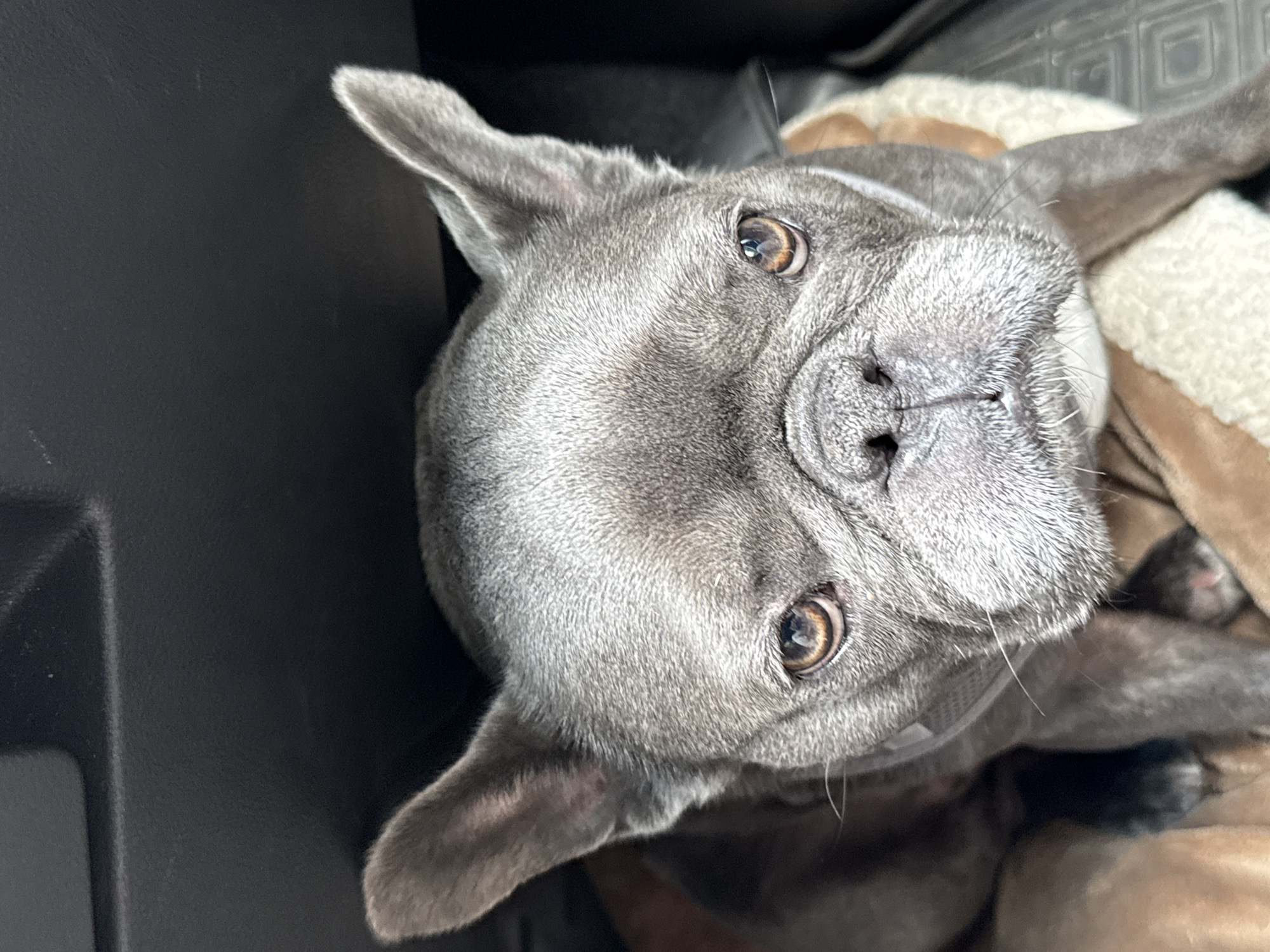 The image shows a close-up, eye-level view of a French bulldog sitting in what appears to be a car. The dog has grey fur, large erect ears, and expressive brown eyes. Its face is wrinkled, characteristic of the breed. The dog is positioned on a soft, cushioned surface, possibly a car seat or a pet bed, which is a light brown and cream color. In the background, a dark, textured surface is visible, likely the interior of a car, possibly a dashboard or console. The lighting is somewhat dim, with the primary light source seeming to come from above or in front of the dog, creating shadows on its face. There is no indication of the specific location within the city of Bad Sachsa, Germany.
