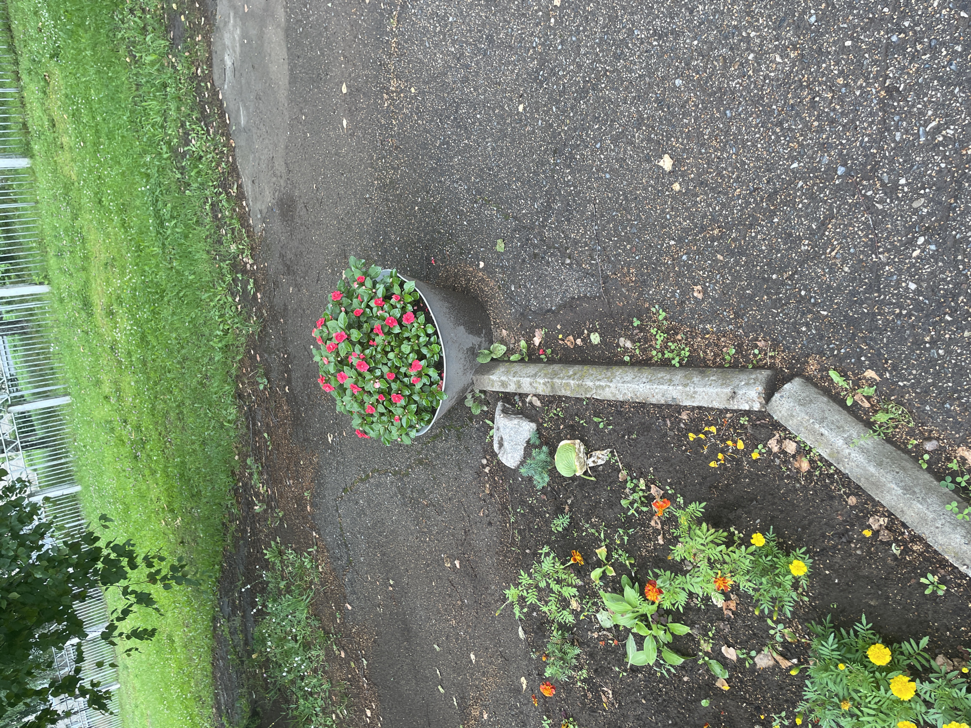 The image shows a small garden bed with various flowers and a large metal pot filled with pink flowers. The garden is located next to a paved area, possibly a sidewalk or path. A concrete curb divides the garden from the paved area. In the background, there is a grassy area with a white metal fence. The image appears to be taken outdoors, in a public space. No people are visible in the image. The weather seems overcast.