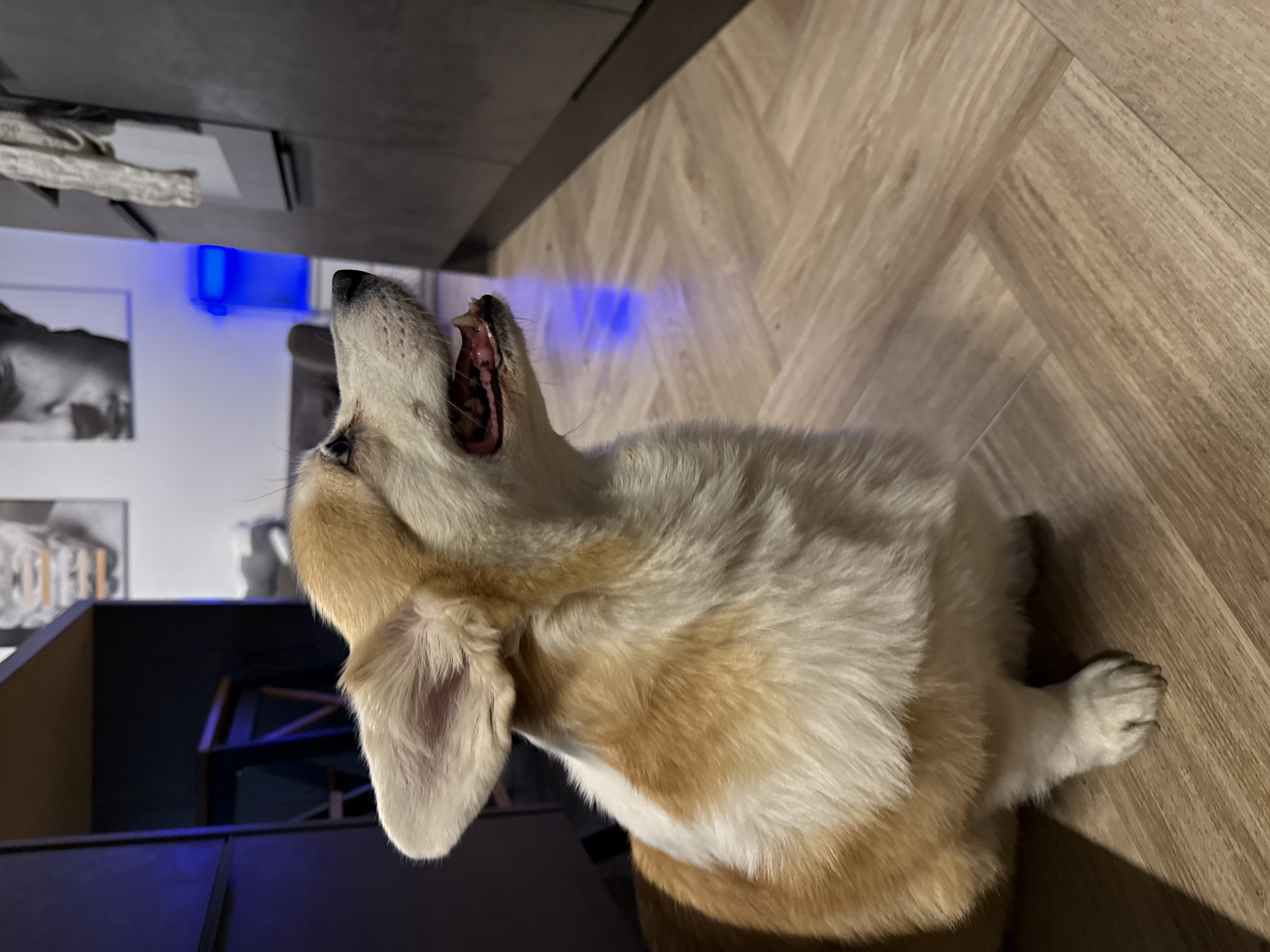 A yawning corgi lies on a light brown wooden floor. The dog is cream and orange, with one visible ear. It is lying on its side with its head tilted back and mouth open. In the background, there's a black desk with a chair underneath, artwork on the wall, and a blue light. The photograph has been rotated. There is no evidence to suggest that the location is Krasnoyarsk, Russia.