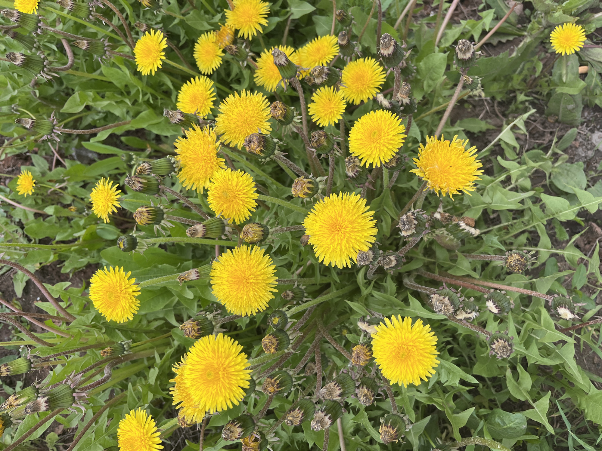 A cluster of dandelions fills the frame from an overhead perspective. The dandelions are bright yellow, with some in full bloom and others closed or in seed. Green foliage, consisting of dandelion leaves and other plant life, surrounds the flowers. The ground is visible in small patches around the plants and appears to be a mixture of soil and dead plant matter. The image gives no indication of location, specifically Izhevsk, Russia, or any human presence.