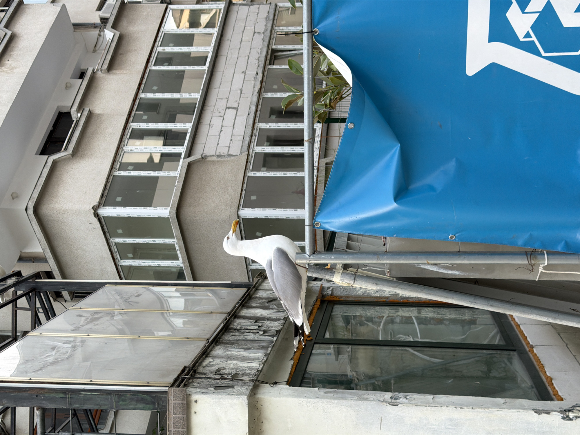 A medium, canted, outdoor shot depicts a gull perched on metal scaffolding attached to a building. The building is light-colored and features several rows of windows. The gull is primarily white with gray wings. Its head is tilted upwards, and it has a yellow beak. A large blue tarp with a white logo is partially visible in the upper right corner of the frame, attached to the scaffolding. The background includes other buildings and architectural elements. The setting is the city of Burgas, Bulgaria.
