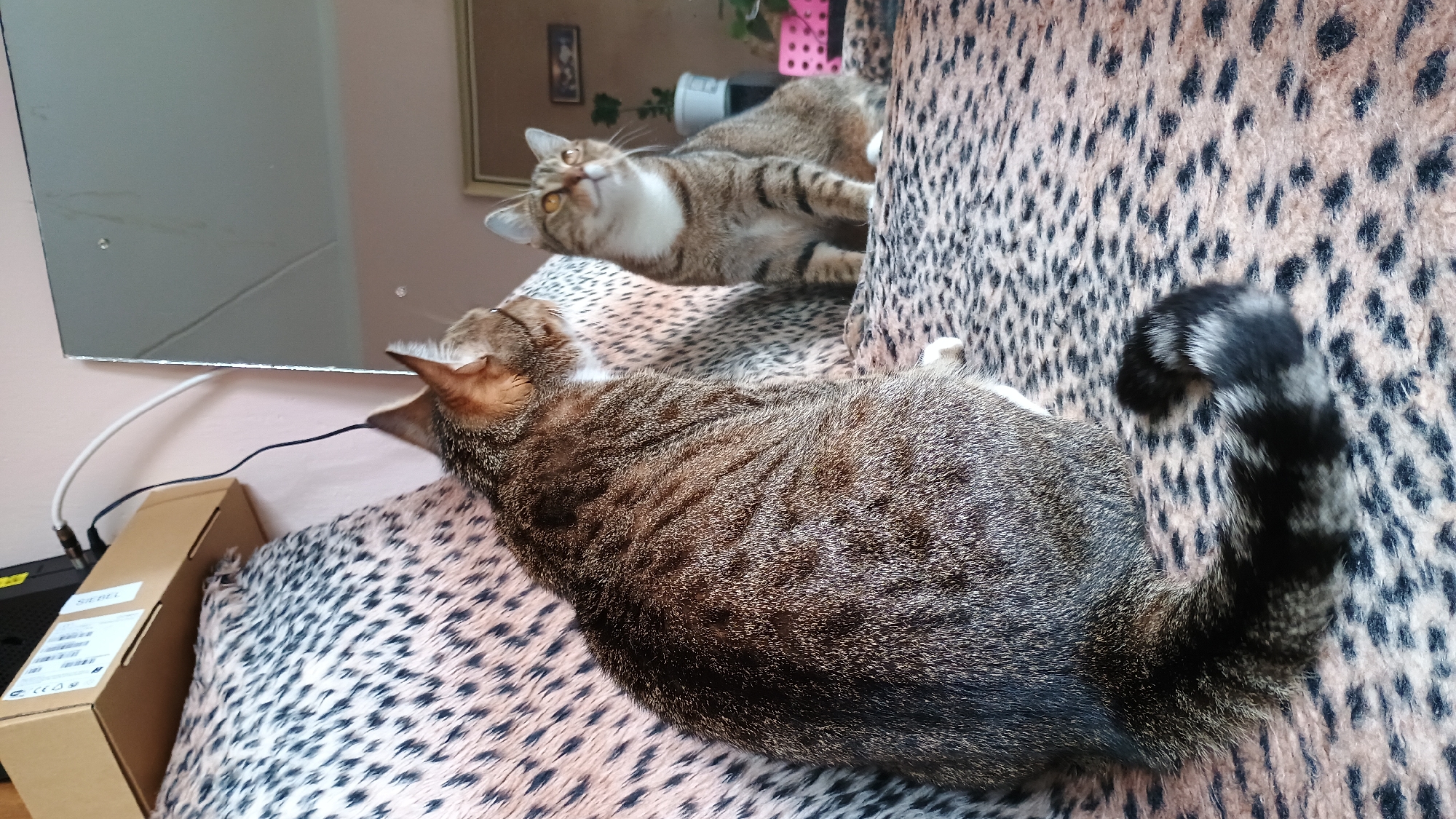 The image shows two domestic cats on a leopard-print sofa in an indoor setting. The cat in the foreground, facing away from the camera, is a tabby with a striped pattern. Its tail, also striped, is curled on the sofa. The second cat, a lighter tabby with a white chest, is sitting to the right and looking upwards. Behind the cats, a mirror reflects the scene and the room beyond, which appears to be a domestic interior. A box with cables is visible on a shelf in the background, and a plant is also present. The location is identified as Sokolov, Czechia.