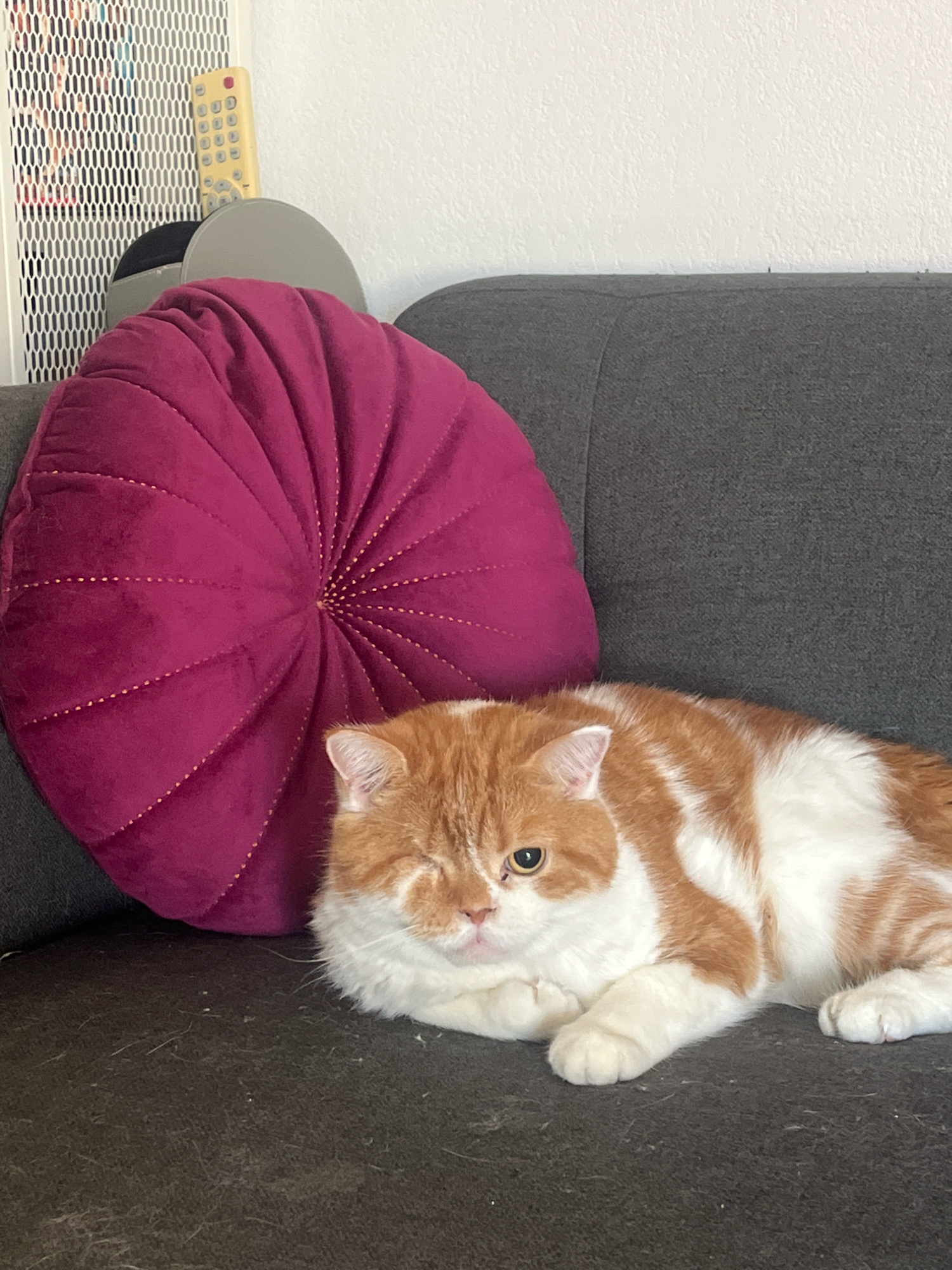 An orange and white cat with one eye is lying on a dark gray couch. Next to the cat is a plush, round, magenta pillow. In the background, a white perforated wall panel with a yellow remote control and a gray circular object is visible. The environment appears to be indoors, possibly a living room.