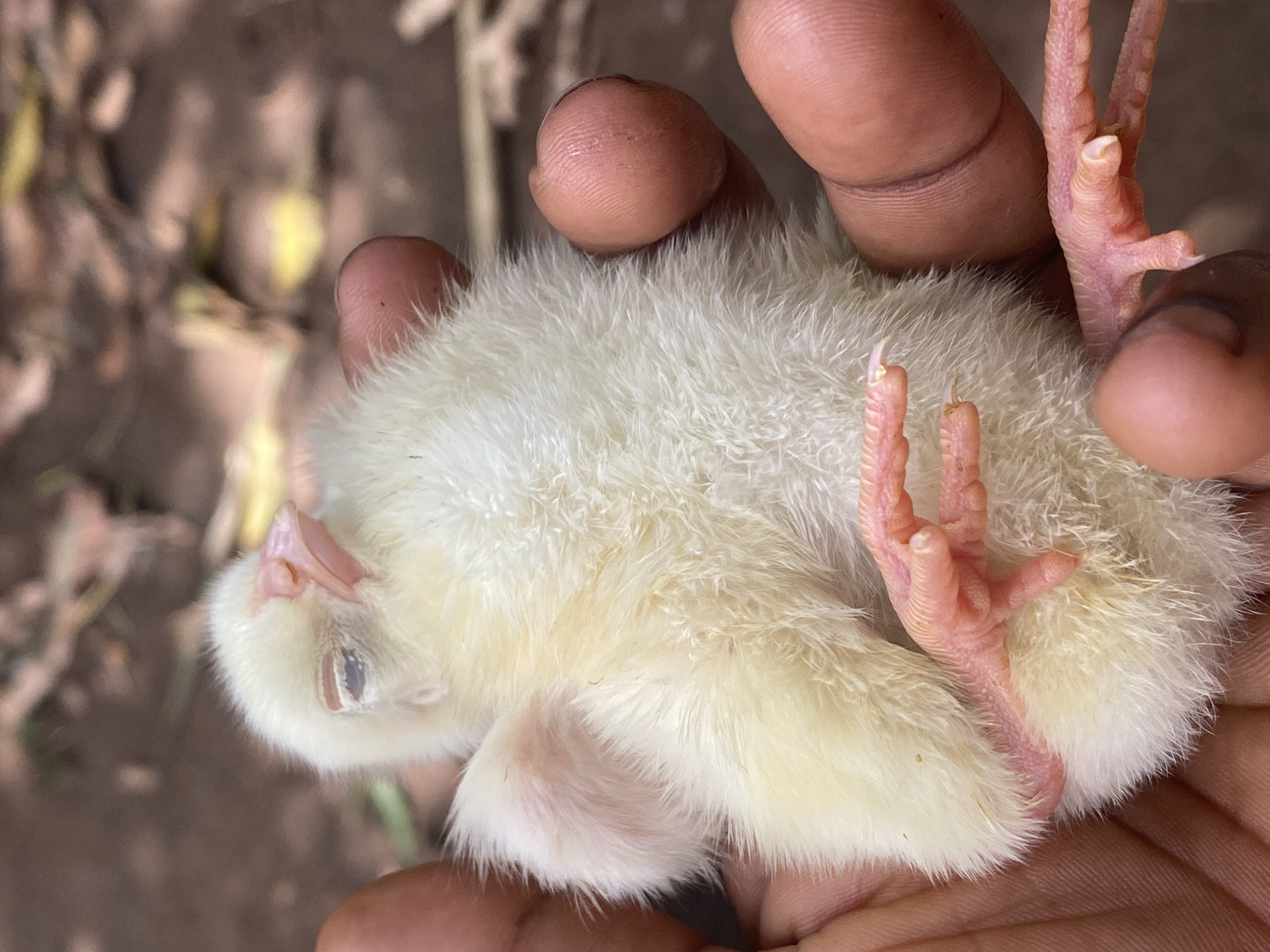 The image presents a close-up, top-down view of a small, fluffy yellow chick cradled gently in human hands. The chick is lying on its back, with its pale yellow downy feathers covering its body. Its delicate, pink legs and feet are extended upwards, showcasing their scaled texture and tiny, sharp claws. The chick's small, pointed beak is light pink, and one eye appears closed, suggesting it might be very young, sleeping, or in a calm state.
The hands holding the chick are dark-skinned, with visible fingerprints and creases on the fingers and palm, indicating a gentle and careful hold. The background is largely out of focus, displaying earthy brown tones with hints of lighter, possibly dry, vegetation or ground cover. This blurred backdrop suggests an outdoor setting, illuminated by natural daylight. The scene portrays a tender interaction, likely involving the care or observation of a newborn chick. No text is visible in the image. The context places this event in an outdoor environment, consistent with Maigizo, Nigeria.