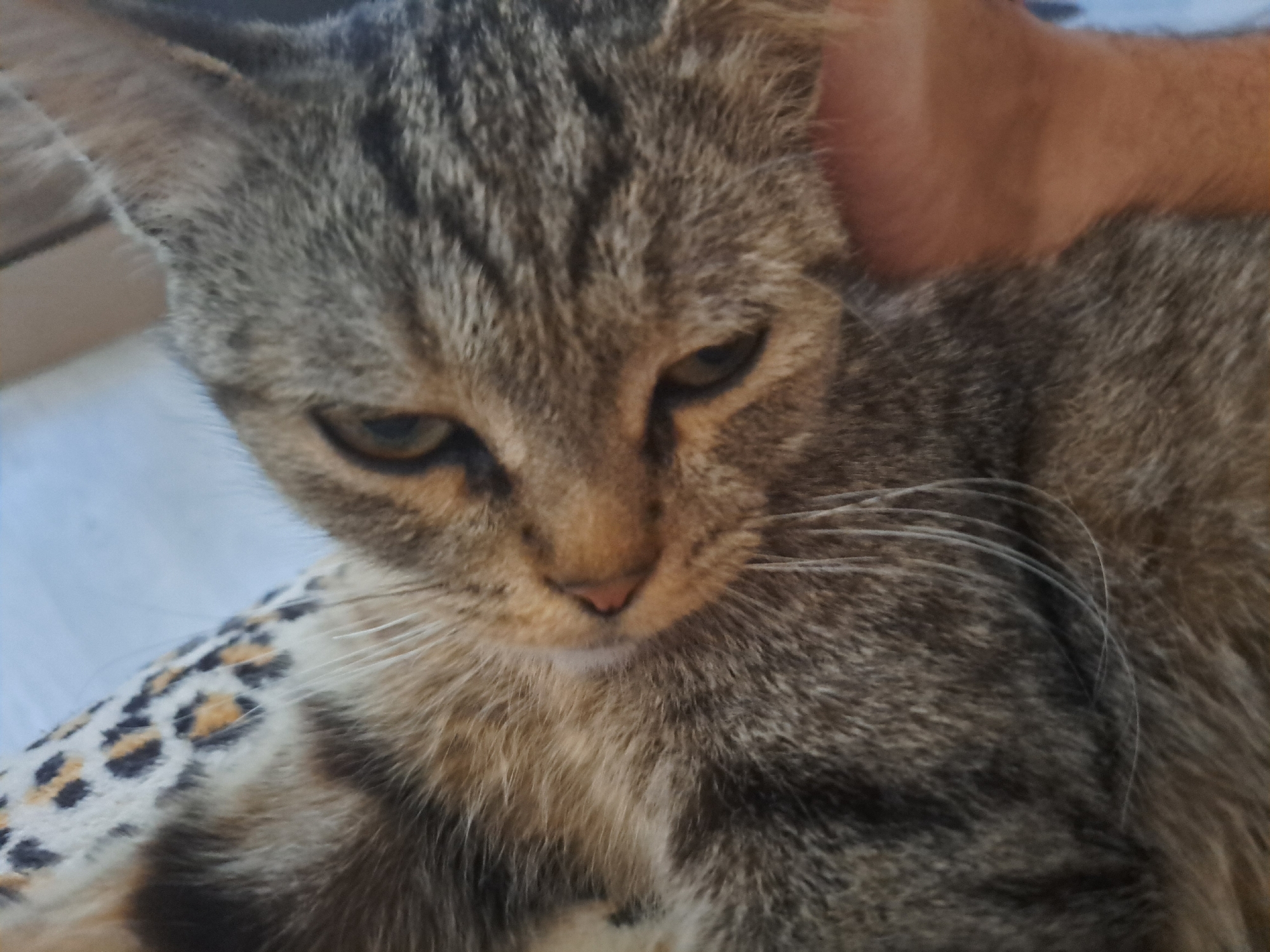 The image shows a close-up of a tabby cat's face. The cat has grey and brown striped fur, with lighter fur around its muzzle and chest. Its eyes are partially closed, and it appears to be relaxed. The cat is lying on a surface with a leopard print pattern. A person's hand is visible in the upper right corner of the image, gently stroking the cat's head. The background is blurred and appears to be indoors, with some light-colored surfaces visible. There is no indication of the location being in Vypasne, Ukraine.