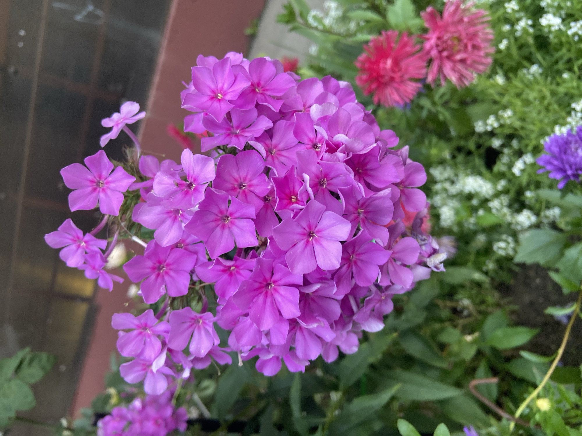 A cluster of vibrant purple phlox flowers dominates the foreground of this close-up, outdoor photograph. The flowers are densely packed, forming a heart-like shape, with individual blossoms showcasing five delicate petals and a star-shaped center. The petals vary slightly in shade, creating a subtle depth and texture within the cluster. In the background, a blurred reddish-brown wall can be seen, possibly part of a building. Green foliage and other smaller, out-of-focus flowers, including some pink and white varieties, are visible around the phlox. The lighting suggests a bright, daytime setting, with soft shadows. The location is identified as Balashikha, Russia.