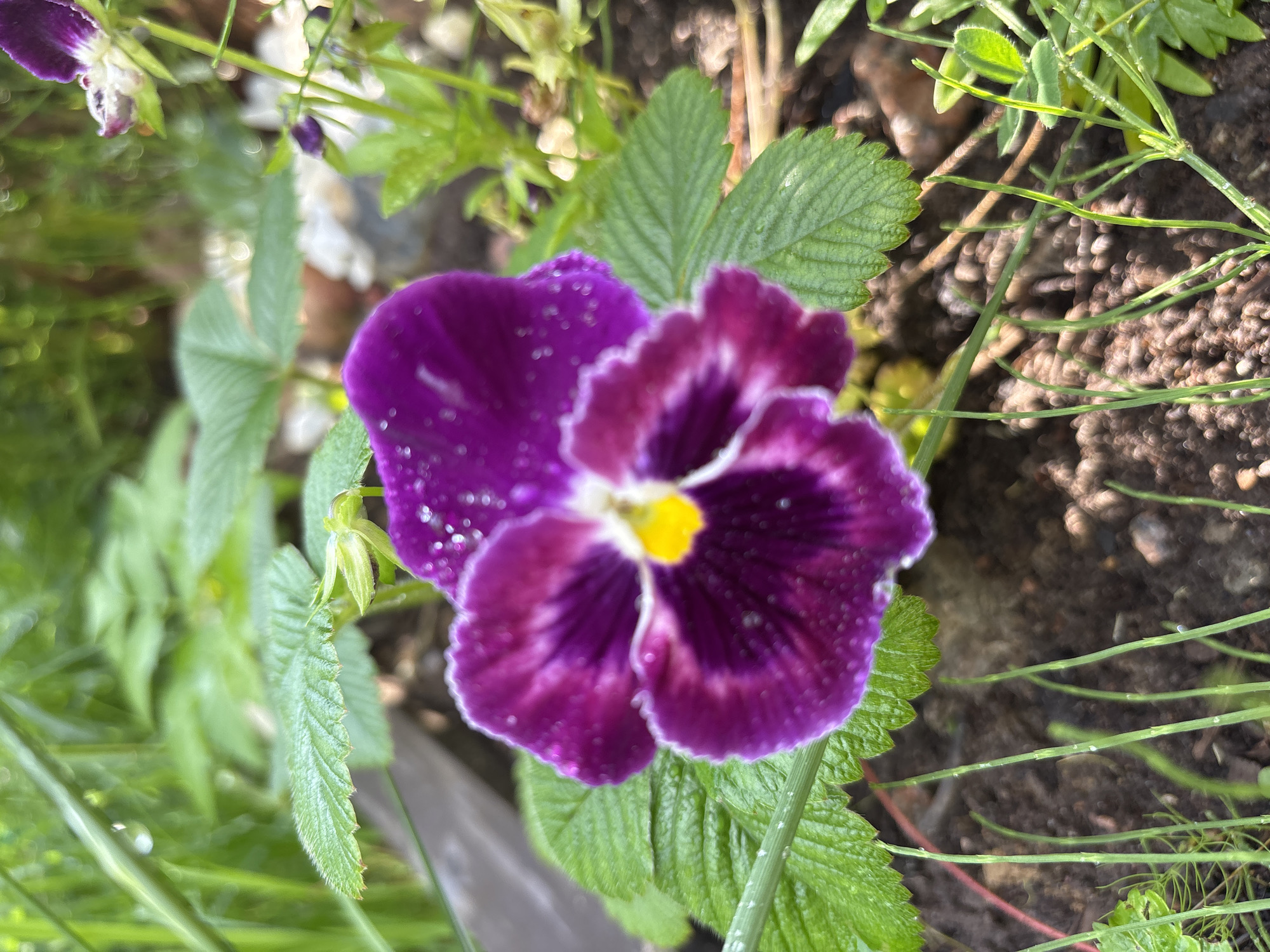 This is a close-up, overhead shot of a purple pansy flower with a yellow center. The flower is wet, with many small water droplets visible on its petals, suggesting it has recently rained or been watered. The pansy has a deep purple color on its lower petals and a lighter, almost white edge. The upper petals are a darker, velvety purple, with some lighter veining.
The flower is surrounded by green foliage. To the left and below the flower, there are large, serrated green leaves, likely belonging to the same plant or a companion plant. Behind and to the right of the flower, there are thin, wiry green stems with small leaves, which appear to be part of another plant. The background consists of dark soil with small pebbles and some blurred greenery, suggesting an outdoor garden setting.
The lighting indicates it is daytime, with diffused light, possibly overcast weather due to the water droplets and the soft shadows. There is no visible text in the image. The overall mood is serene and natural, highlighting the delicate beauty of the flower after a watering. The location context is Kiskelovo, Russia.