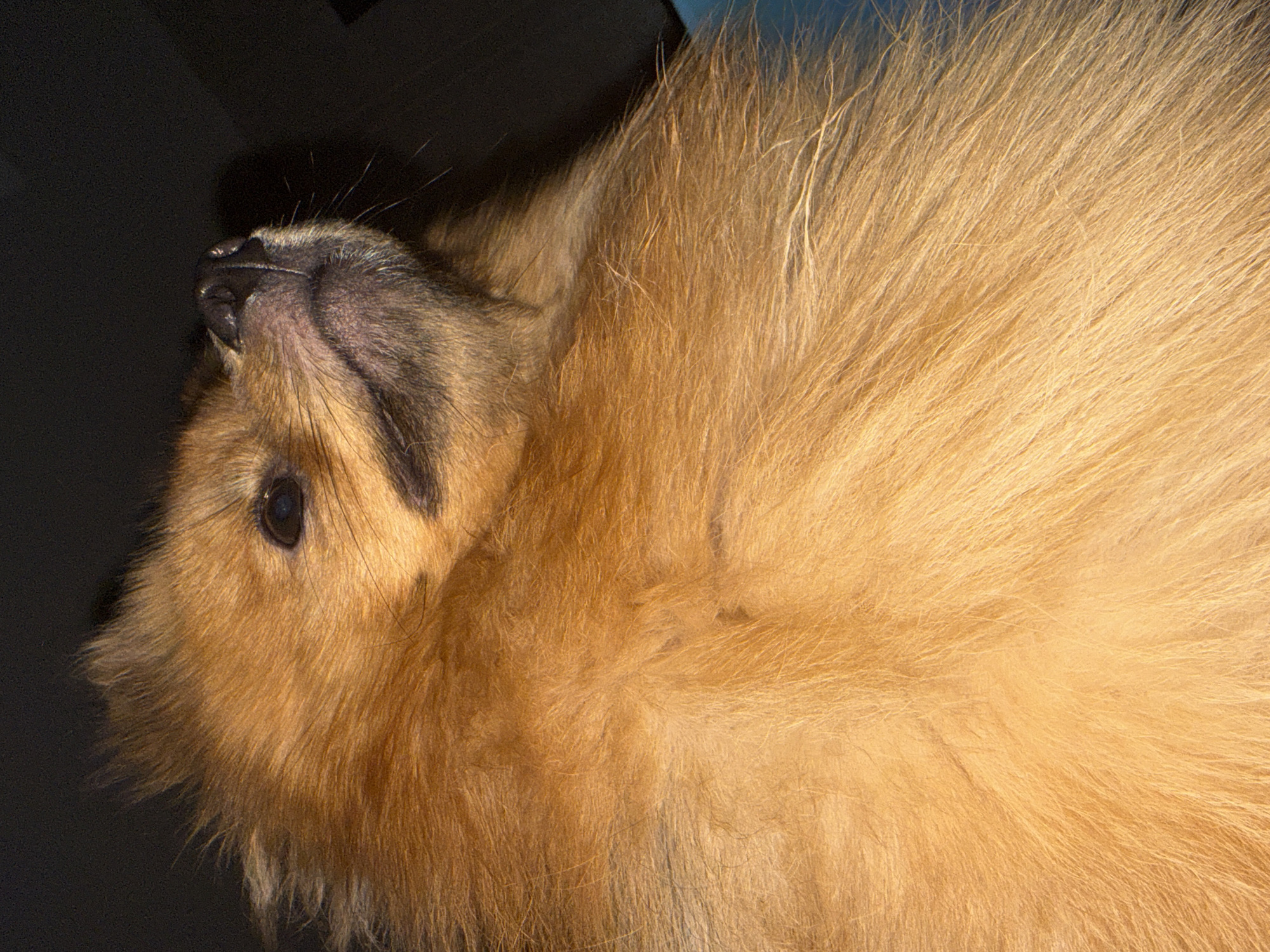 A medium-close-up shot shows the head and the majority of the fluffy, golden-brown body of a dog with its head tilted back against a dark, likely interior, background. The dog's snout and one eye are visible. The photograph may have been taken in Khimki, Russia, but there is no evidence in the image to confirm this.