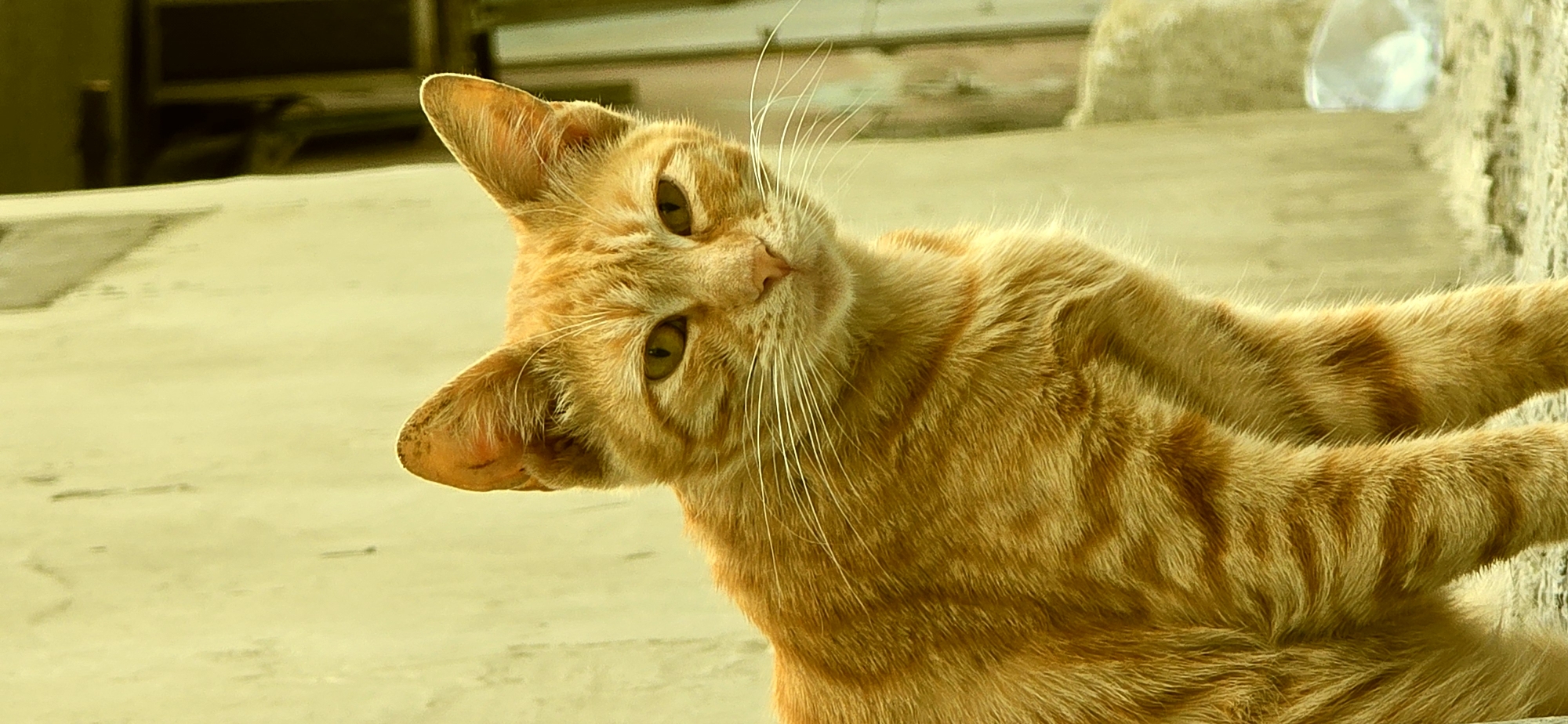 A ginger-striped cat is the subject of the close-up, vertical photograph. The cat is positioned slightly off-center to the left, looking directly at the camera with its head tilted slightly. Its eyes are a yellowish-green color, and its whiskers are long and white. The cat's fur is a warm orange with distinct darker stripes. The background consists of a textured, pale yellow wall with some vertical dark lines, possibly indicating cracks or shadows. To the right of the cat, a blurred section of a darker structure, possibly a wooden fence or door, is visible, along with some indistinct lighter objects on the ground. The overall lighting suggests it is daytime, with a warm tone to the scene. The location is identified as Baku, Azerbaijan.