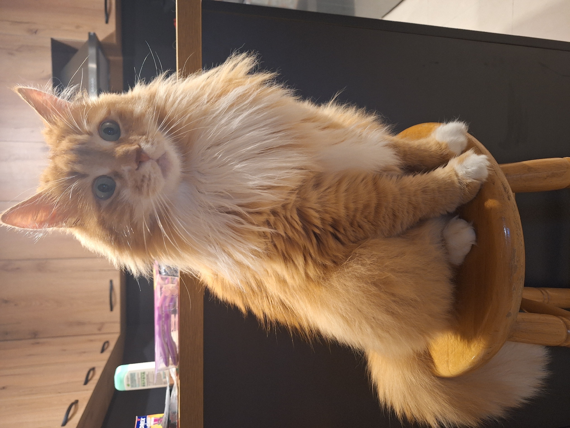 A long-haired, fluffy orange and white cat, possibly a Maine Coon, is the central subject of the image, appearing to lounge on a wooden stool or chair. The cat's fur is predominantly orange with lighter, almost white, fur on its chest, ear tufts, and paws. Its large, expressive eyes gaze directly at the camera, conveying a sense of curiosity or calm. Long white whiskers fan out from its face.
The cat is curled up on the light-colored wooden stool, with its front paws tucked beneath it and its fluffy tail visible towards the bottom right. The background features indoor furniture, including what appears to be a dark-colored surface, possibly a monitor or TV, and to the left, wooden cabinets or drawers with dark pull handles. Various household items are partially visible in the background, including a light blue bottle, a translucent purple container with slender objects inside, and a box with the partially visible text "Oper" in the lower left corner.
The scene is well-lit, suggesting daytime, with natural light highlighting the cat's fur and creating soft shadows. The overall impression is one of a comfortable, domestic setting. No specific cues for Varna, Bulgaria are discernible from the image itself.