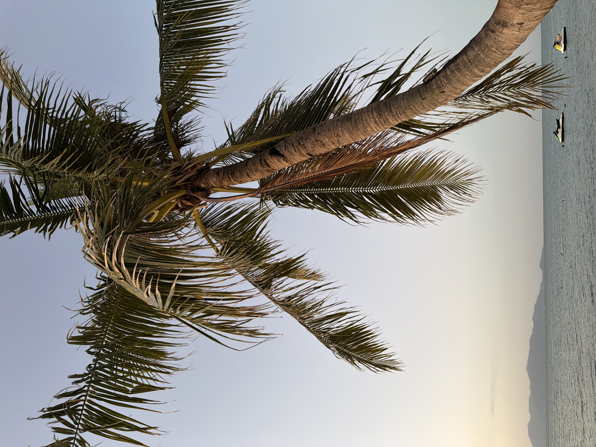 A low-angle shot captures a leaning palm tree dominating the frame against a pale blue sky. Its fronds, some green and others dried, extend outwards. In the distance, the calm, gray ocean meets a hazy, mountainous coastline. Two jet skis are visible on the water. The scene appears to be set in Ko Samui District, Thailand, likely on a beach during the late afternoon or early evening.