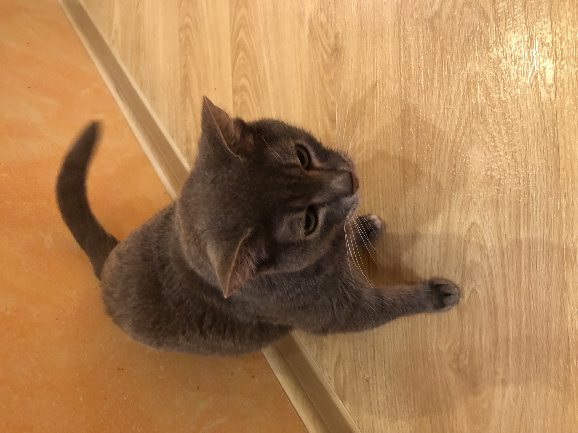 A grey cat with green eyes is standing on a wooden floor near an orange wall. The cat's tail is raised and curved. The scene appears to be indoors.