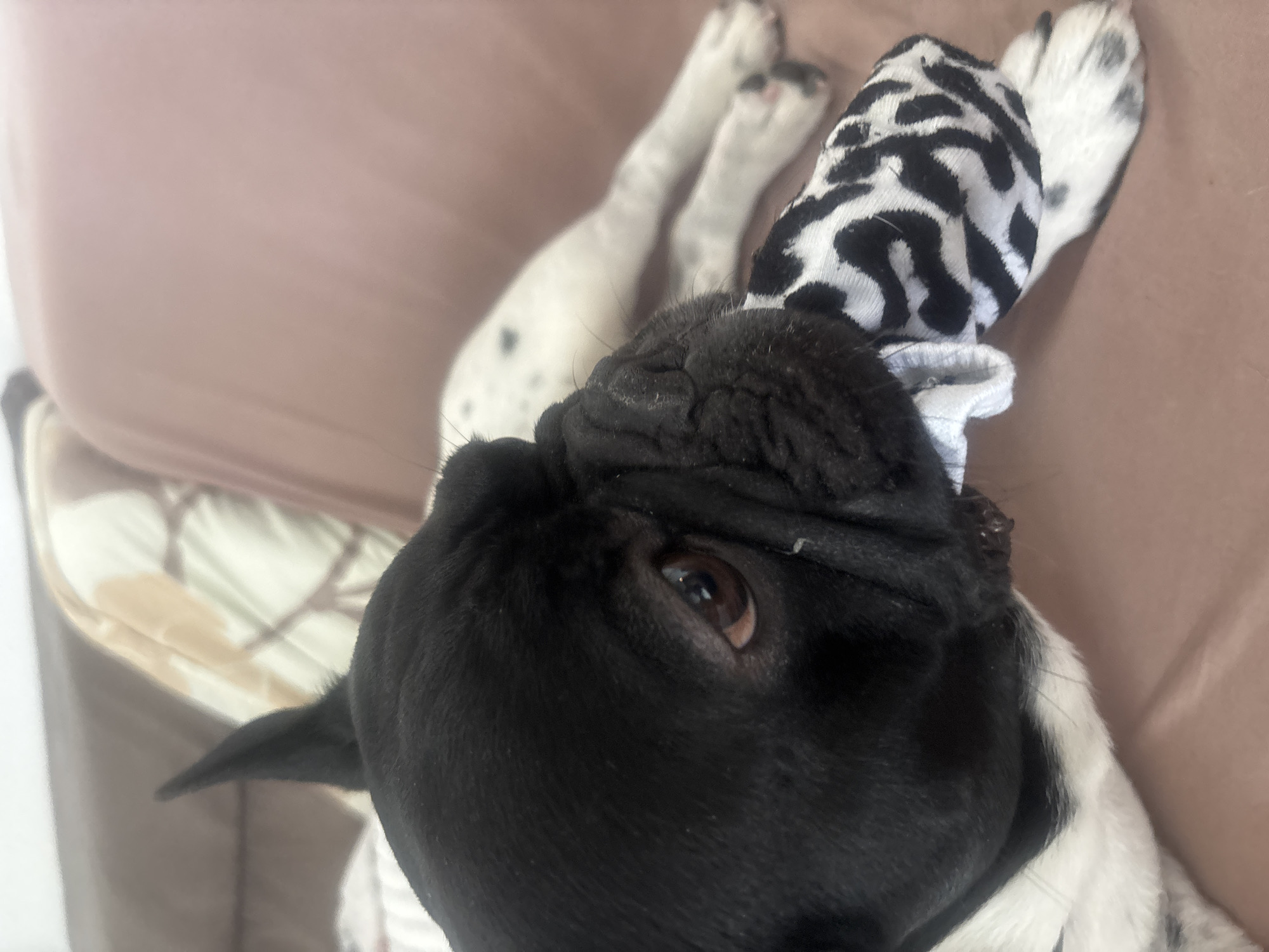 This image shows a close-up of a black and white French Bulldog puppy playing with a black and white patterned sock. The puppy is lying down on a soft, tan-colored surface, possibly a couch or bed. Its front paws are visible, one of which is holding the sock. The puppy's face is in focus, with its eye clearly visible. The background is blurred, suggesting the focus is entirely on the puppy and its toy. The lighting appears to be natural, possibly from a window, creating a soft ambiance. The overall impression is one of a playful and relaxed moment. There is no visible text in the image. The context of Sofia, Bulgaria, does not provide any specific visual cues within the image itself.
