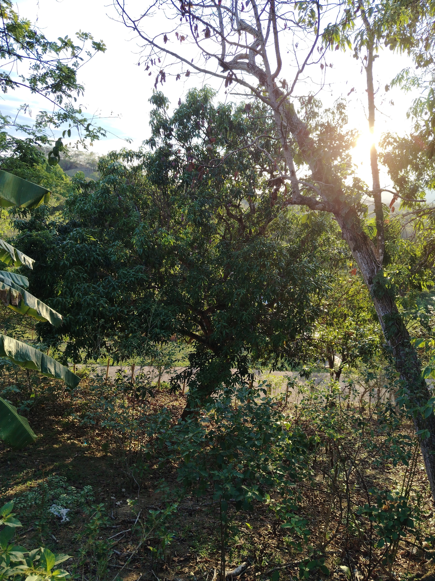 The image presents a natural landscape, likely in the vicinity of Los Leoncitos, Venezuela, given the context. The scene is dominated by lush vegetation, including mature trees with dense green foliage and banana plants with large, broad leaves on the left side of the view. A dirt surface is visible on the ground covered in debris and smaller shrubs. Sunlight filters through the trees, creating dappled light and shadows across the landscape. The scene is characterized by a mix of direct sunlight and shadowed areas, indicating a clear day.