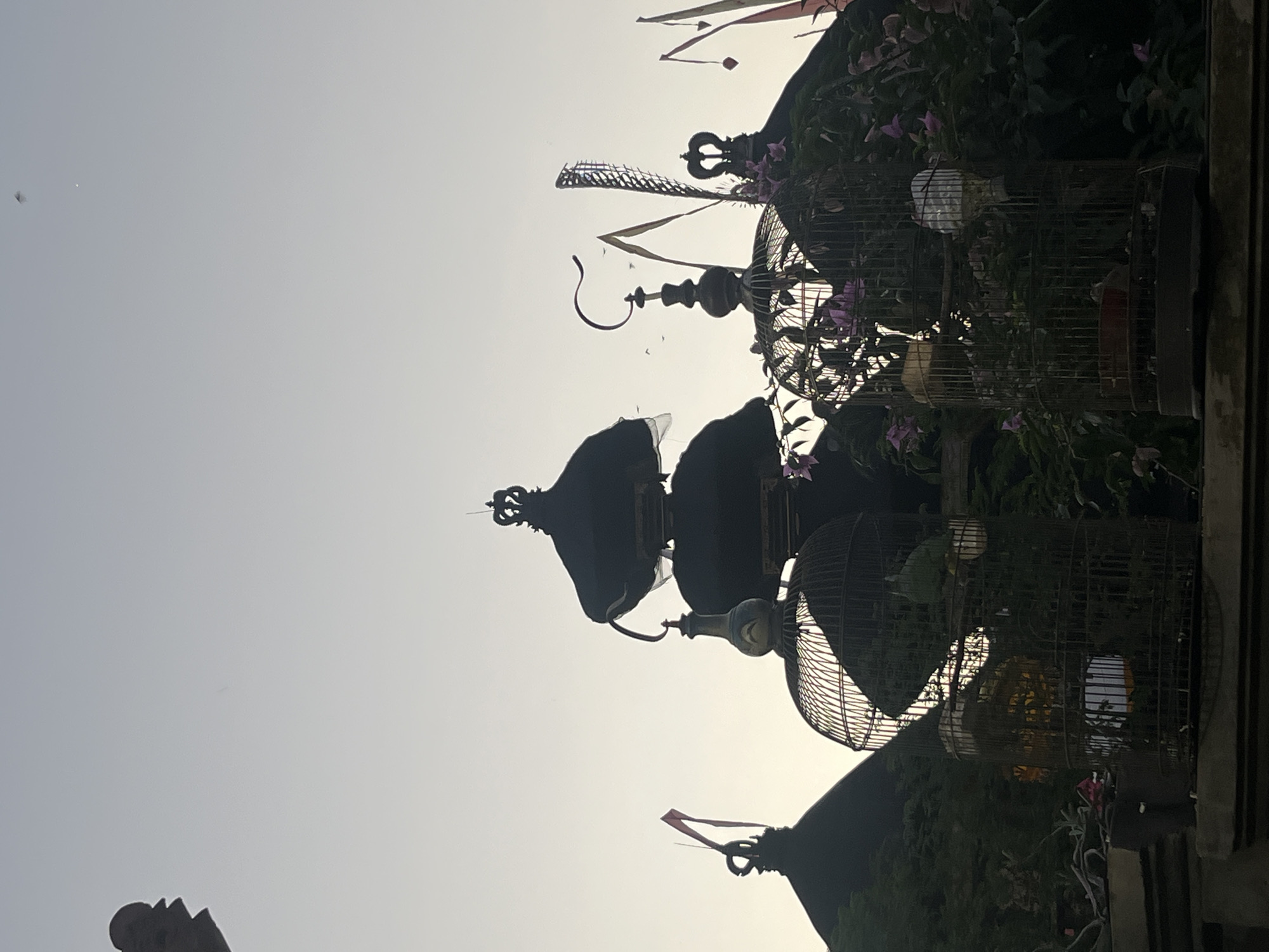 This image, captured in Mendoyo, Indonesia, depicts a silhouetted outdoor scene against a gradient sky during either dawn or dusk. The upper two-thirds of the frame is dominated by a clear, light grey-blue sky, gradually transitioning to a lighter, near off-white tone towards the horizon. Multiple small, dark specks, likely birds or insects, are visible in the upper and mid-sections of the sky.
In the mid-ground, several dark, traditional architectural structures, resembling temple roofs or shrines, are silhouetted against the bright sky. These structures feature conical or domed forms topped with distinct finials; notable designs include a crown-like finial on the far right and a curved, ornamental spike in the center. A dark red banner extends from a finial on the far left structure, and other elongated, dark banner-like shapes are visible on the right.
Prominently displayed in the mid-ground are three large, ornamental birdcages crafted from dark wire mesh. The leftmost cage contains dense green foliage and a light-colored, spherical object. The central cage houses green foliage and a green bird, with another light object positioned near its apex. The rightmost cage is filled with green foliage and clusters of purple flowers, with a white object visible inside.
Dense, dark green foliage, interspersed with purple flowering plants, surrounds the base of the architectural structures and the birdcages, contributing to the overall silhouetted effect. The entire arrangement rests upon a dark, horizontal surface, possibly a wall or ledge, which forms the lower boundary of the image.