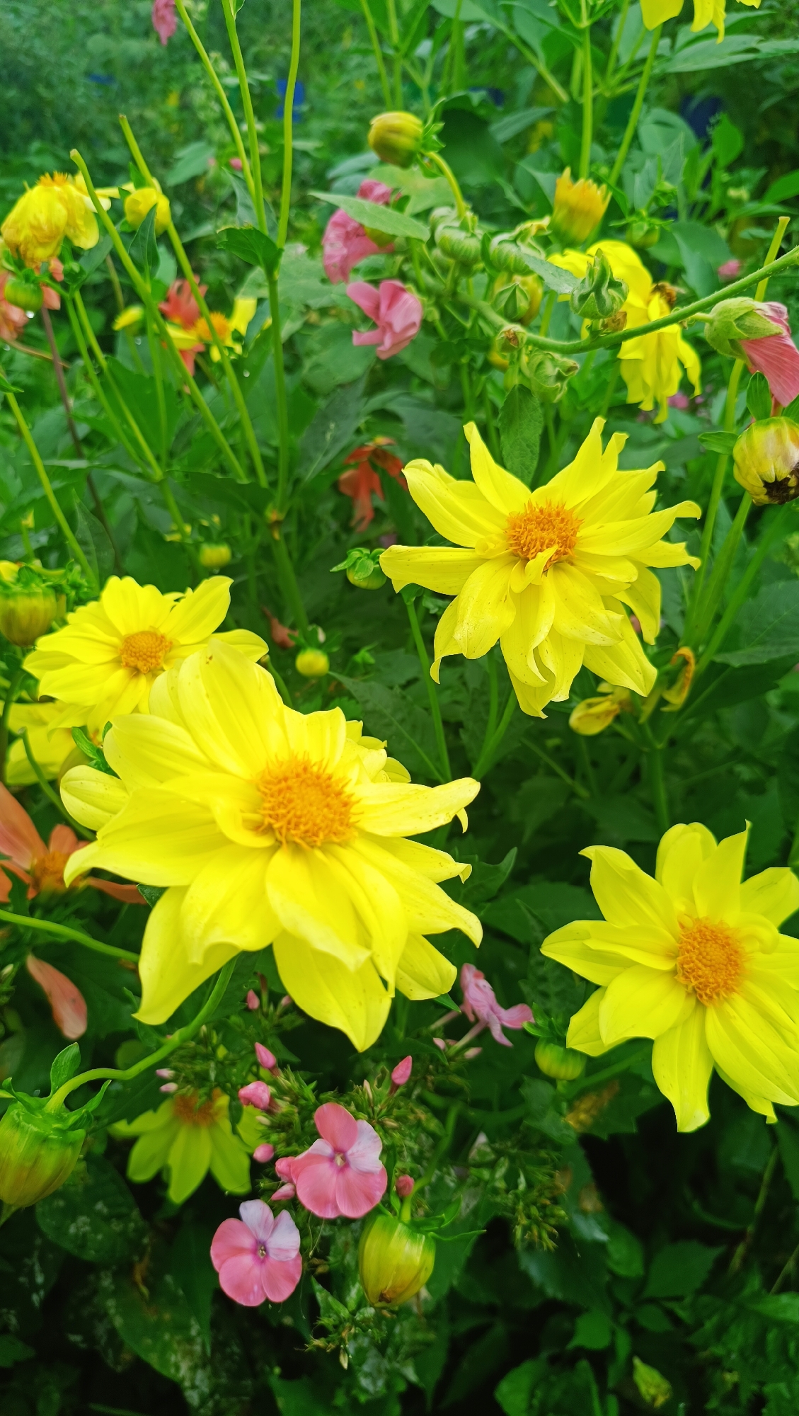 This is a close-up, eye-level, vertical shot of a dense cluster of yellow and pink flowers with green foliage. The yellow flowers, which appear to be dahlias, have delicate, pointed petals and bright orange centers. Some are fully bloomed, while others are in various stages of bud. Small clusters of pink flowers, possibly phlox, are scattered among the yellow blooms and buds. The background is a blur of more green foliage and hints of other colored flowers. There is no indication of human presence or activity. The scene appears to be a garden in Karsha, Russia, given the prompt's context, and the image depicts a natural, undisturbed botanical setting.