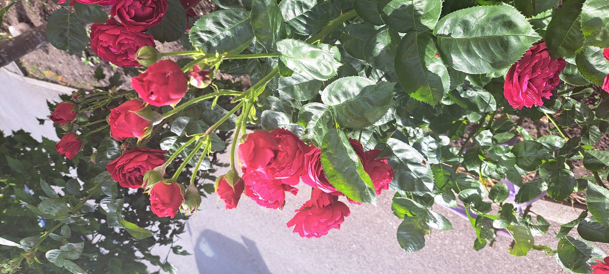 A vertical, eye-level, medium shot captures a cluster of red roses in bloom, interspersed with dark green foliage. The roses, in various stages of opening, display tightly packed petals in deep shades of red and fuchsia. Several rose buds, still closed, are visible amongst the opened blooms and leaves. The background is softly blurred, showing a grey, asphalt-like surface on the left and a rough, textured surface with tree bark on the right. A small, red ladybug is perched on a leaf in the upper right portion of the image. The scene appears to be outdoors, likely in a garden or public space, given the presence of pavement and a tree. The lighting suggests a bright, sunny day. The specific location within Yessentuki, Russia, cannot be determined from the visual information alone.