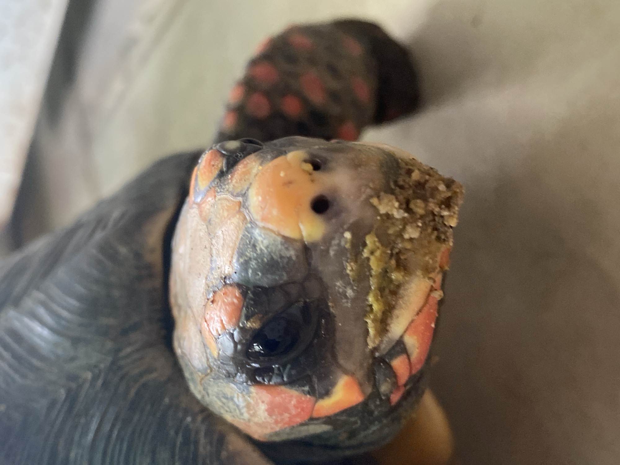 The image depicts a close-up view of a Red-footed tortoise's head. There are two circular holes on the top of its head, towards the front, as well as yellowish crusting on the right side of its head. The eye on the left is visible and appears healthy. The shell can be seen in the background. No people are visible. The setting is unknown. There is no evidence connecting the image to Tinaquillo, Venezuela.