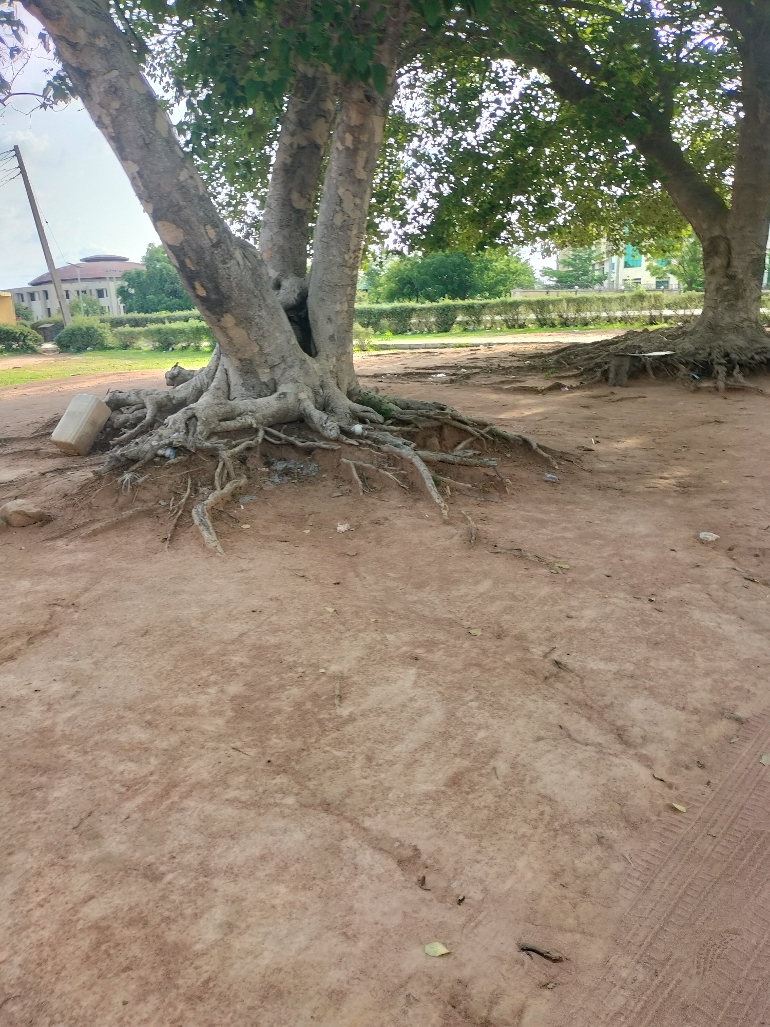 This is a photograph taken at the Taraba State University in Jalingo, Nigeria. The image shows the base of a large tree with exposed, gnarled roots spreading across the reddish-brown soil. In the background, there are buildings and lush green vegetation. The overall environment appears to be an outdoor space within the university campus. The photograph is taken from a low angle, emphasizing the roots of the tree.