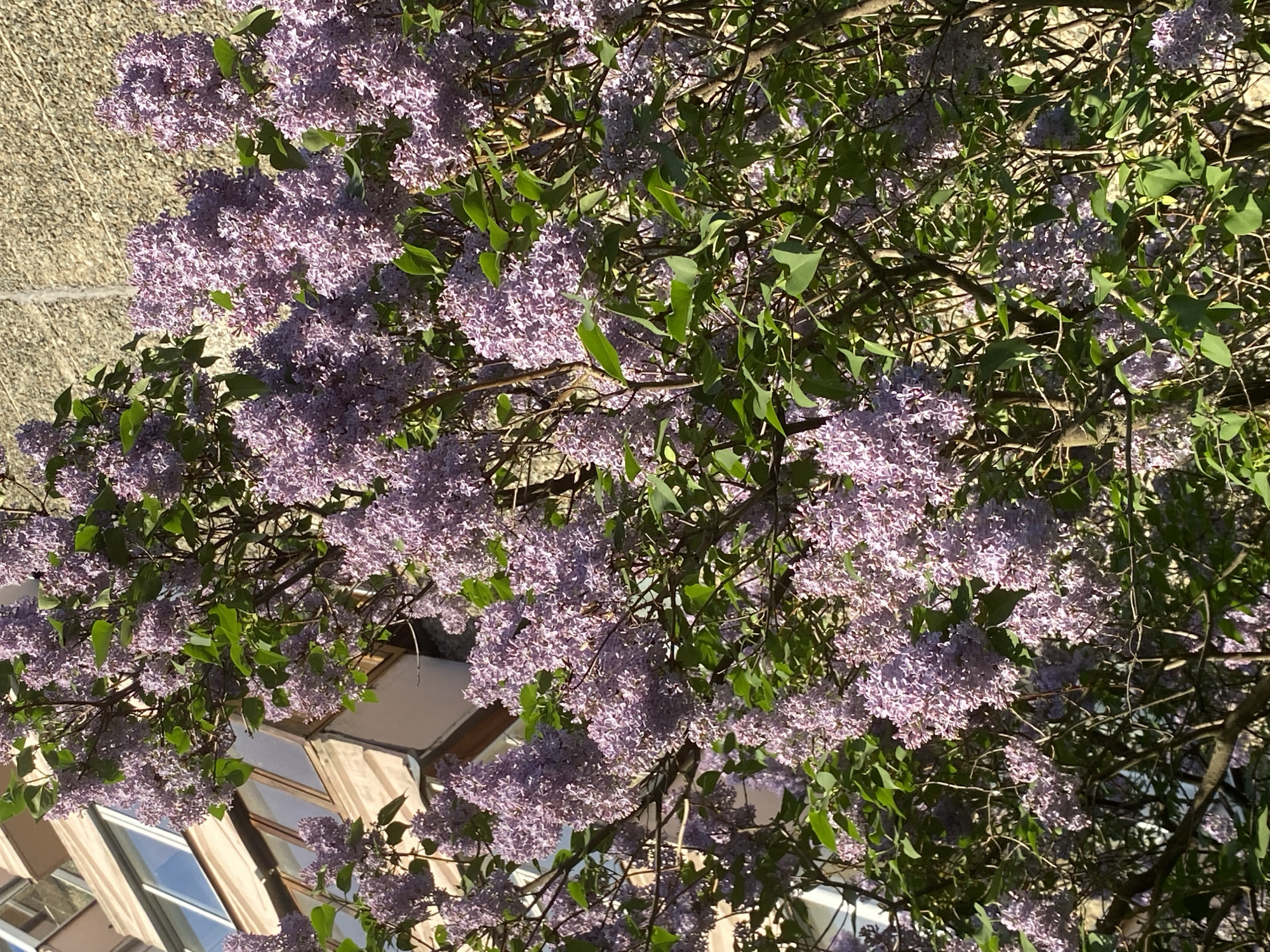A flowering lilac bush dominates the image. Its purple blooms contrast with the green leaves. In the background, sections of buildings are visible, including a textured wall and a windowed facade. The setting is outdoors, likely within the city of Votkinsk, Russia. There is no observable human activity.
