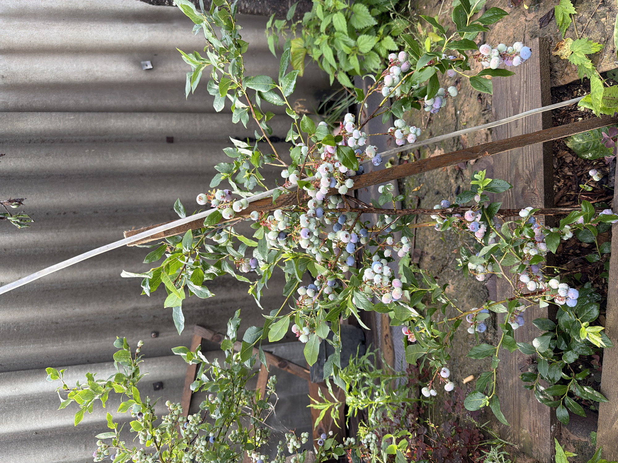 A close-up, eye-level, vertical shot captures a blueberry bush laden with developing fruit. The berries exhibit a gradient of colors, ranging from pale green and pink to light blue and deep purple, indicating various stages of ripeness. Lush green leaves surround the clusters of berries. The bush is supported by a rustic wooden stake, and a white plastic pole is visible in the background, leaning against the bush. Behind the plant, a corrugated, grey surface, likely a wall or fence, serves as the backdrop. The ground is covered with dark soil, scattered leaves, and hints of wooden planks. The scene appears to be in an outdoor setting, possibly a garden or backyard, in Валевачскі сельскі Савет, Belarus.