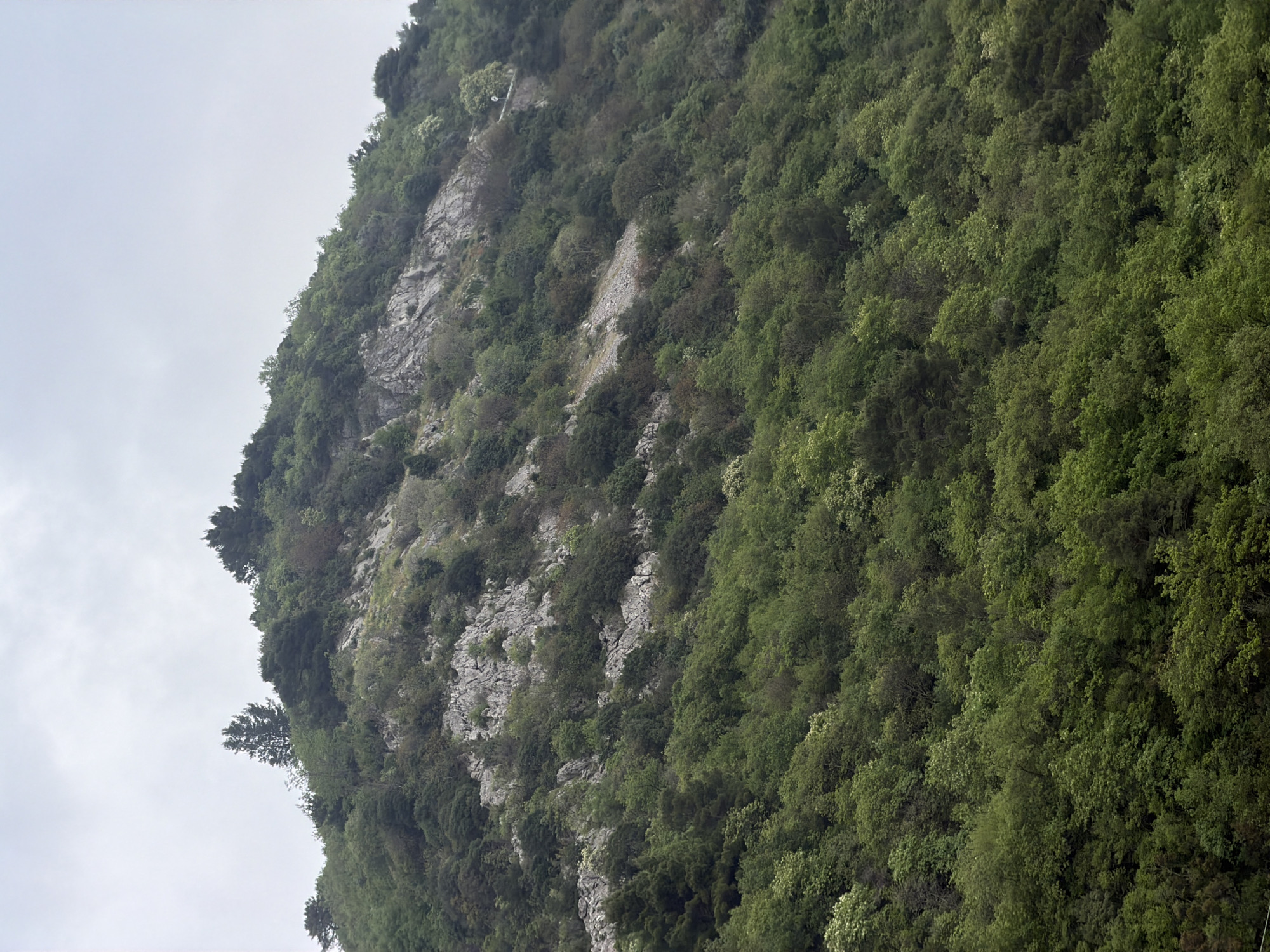 The image displays a steep, tree-covered mountain face under an overcast sky, characteristic of a natural landscape in a mountainous coastal region like Budva, Montenegro. The terrain is rugged and dominated by large sections of exposed grey rock, which are intertwined with dense vegetation.
The mountain is heavily forested with a variety of trees and shrubs, showing different shades of green foliage, indicating diverse species and growth stages. Some areas feature lighter green leaves, suggesting new spring growth or specific deciduous trees, contrasting with darker evergreen sections. The vegetation appears robust, clinging to the steep slopes and crevices of the rocky surface.
The sky is uniformly light grey, indicating an overcast or cloudy day, resulting in soft, diffused lighting across the entire scene. There are no visible shadows or direct sunlight. No people, animals, or man-made structures are visible within the frame, emphasizing the untouched and wild character of the landscape. The scene is a static depiction of nature, with no discernible activity taking place. There is no visible text in the image.