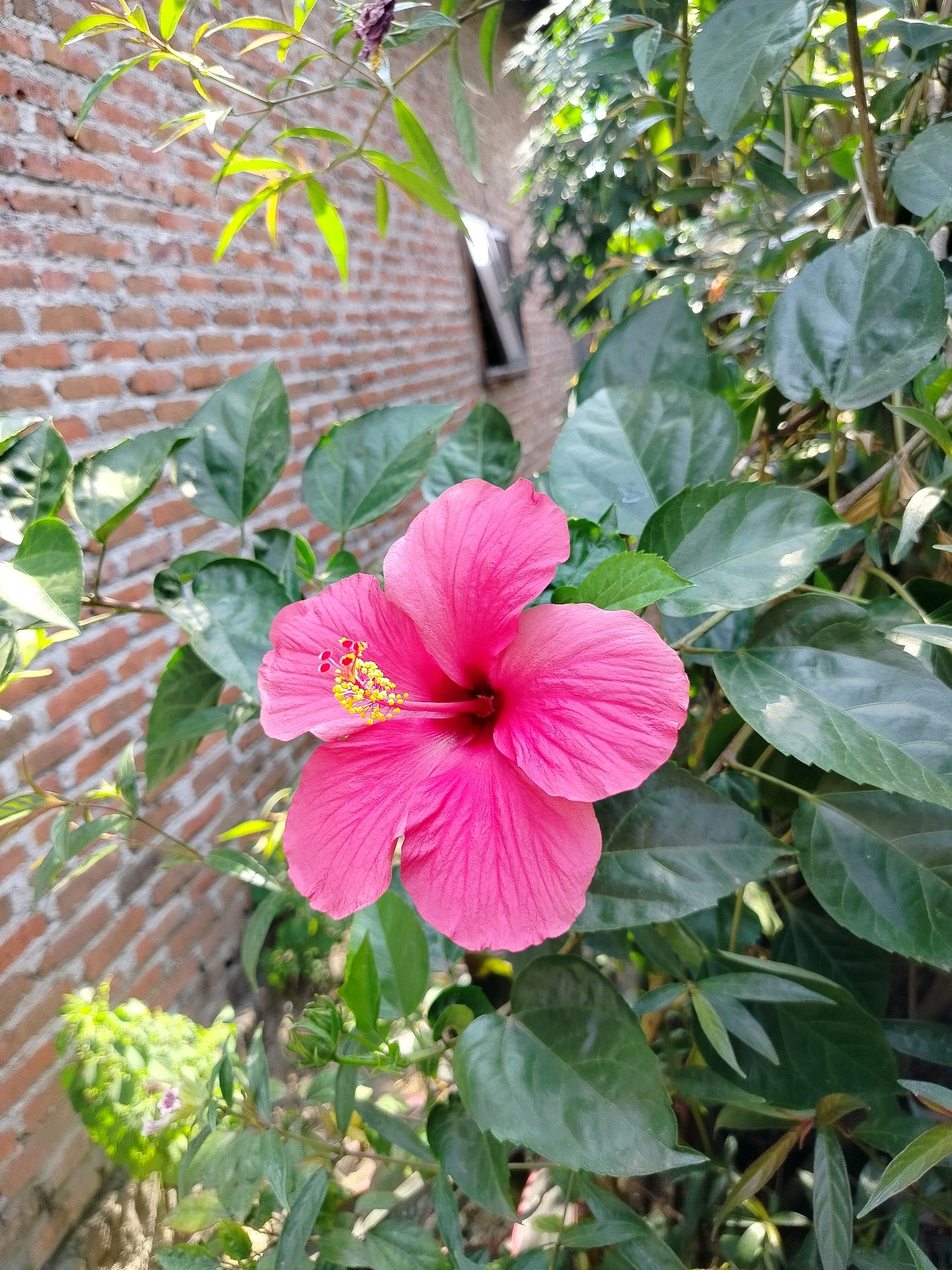A vibrant pink hibiscus flower is in full bloom, its petals spread wide. The flower is centrally located in the frame, with its yellow stamen and pistil clearly visible. It is surrounded by lush green leaves of the same plant, some of which are catching the sunlight, creating bright highlights. In the background, a textured brick wall is visible, hinting at an outdoor urban or suburban setting, possibly in the city of Beloh, Indonesia. The wall has a warm, reddish-brown hue and shows the individual bricks and mortar. Above the flower, some thinner branches with green leaves are also present, extending from the top of the frame. The overall impression is one of natural beauty set against a man-made structure.