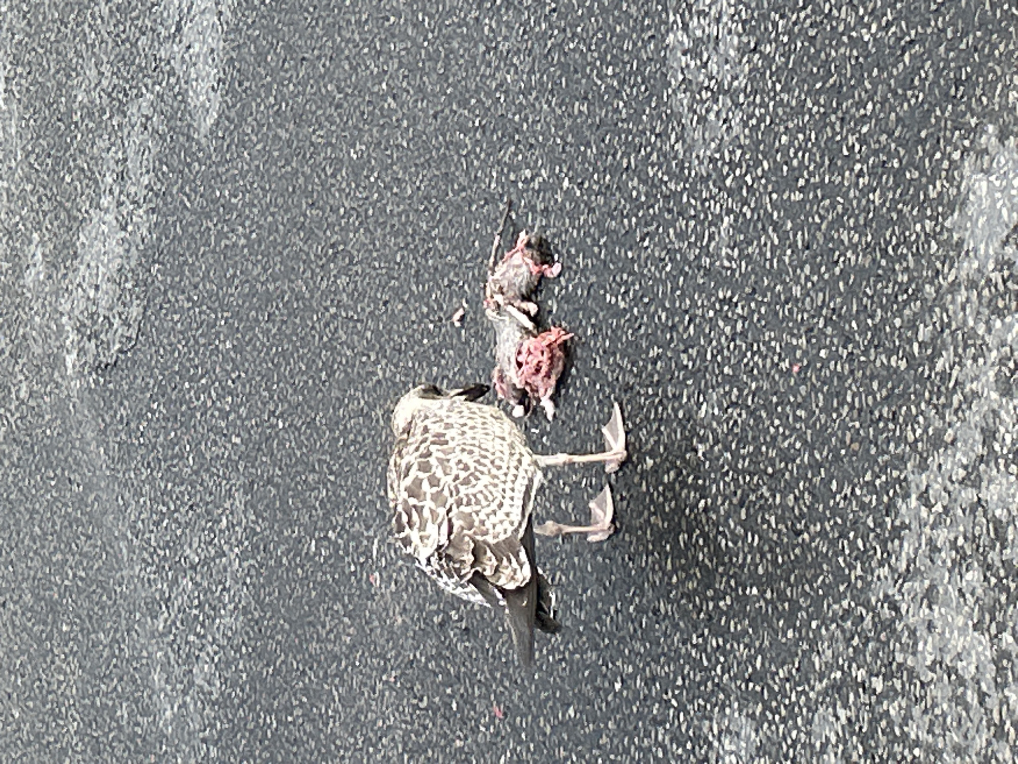 A juvenile seagull stands on an asphalt surface, its head bowed towards a dissected rodent, likely a rat. The rodent appears to have been partially consumed, with exposed red tissue and bones visible. The asphalt surface is dark gray with a speckled texture of lighter gray and white aggregate. The lighting suggests an overcast day. There are no other people or animals visible in the frame. The location is unknown.