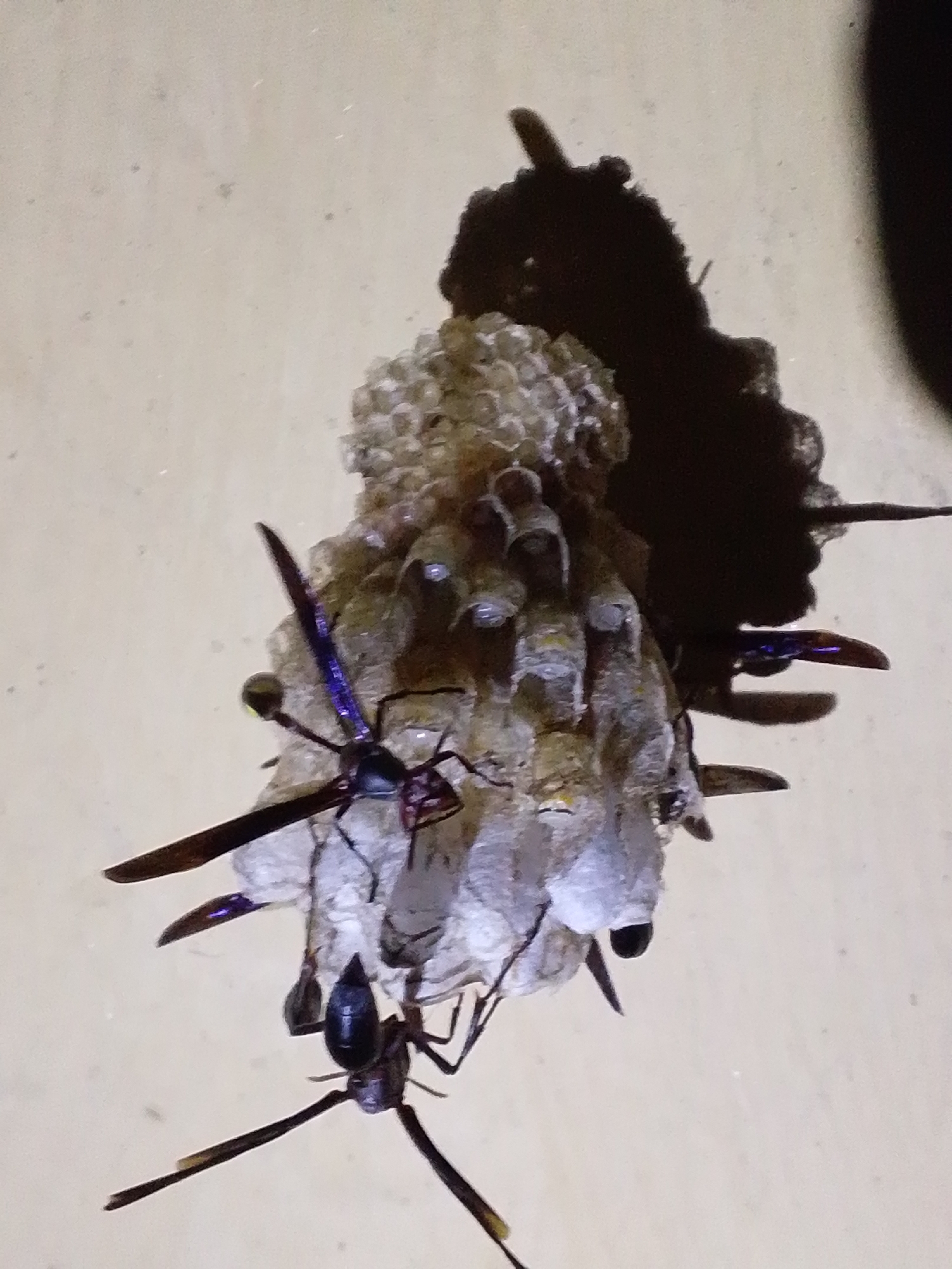 The image shows a wasp nest constructed on a beige surface, possibly a wall or ceiling. Several wasps are visible on and around the nest. One wasp is positioned in the foreground, appearing dark with iridescent blue wings. Another wasp is seen to the upper left of the nest, with visible wings. The nest itself is made of a papery material and has a textured, comb-like structure, with some spherical cells visible. A dark shadow is cast to the upper right of the nest. The image is a close-up view, focusing on the wasps and their nest. There are no people or any other discernible objects or interactions in the scene. The specific location in the city of Serti, Nigeria, cannot be determined from the provided image.