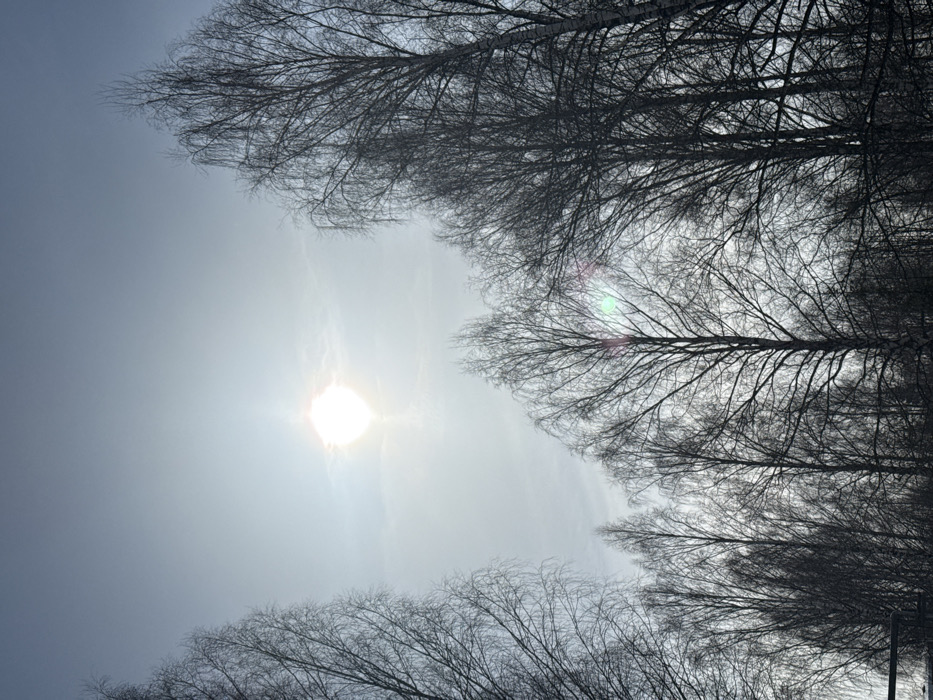 The scene depicts an outdoor environment in Molodezhnyi, Russia. The viewpoint is angled upwards towards a bright, hazy sky, partially obscured by a dense canopy of bare deciduous tree branches. The sun is prominently featured, centrally positioned in the upper portion of the frame, manifesting as an intense white light source with a distinct starburst effect. A multi-colored lens flare is evident in the lower right quadrant, primarily interacting with the tree canopy. The sky exhibits a light blue-grey hue. Numerous leafless trees, consistent with birches, frame the lower and lateral sections of the image, their dark, intricate branches silhouetted against the bright background. No individuals, animals, or specific actions are depicted. An indistinct dark horizontal object is partially visible at the bottom left edge of the frame.